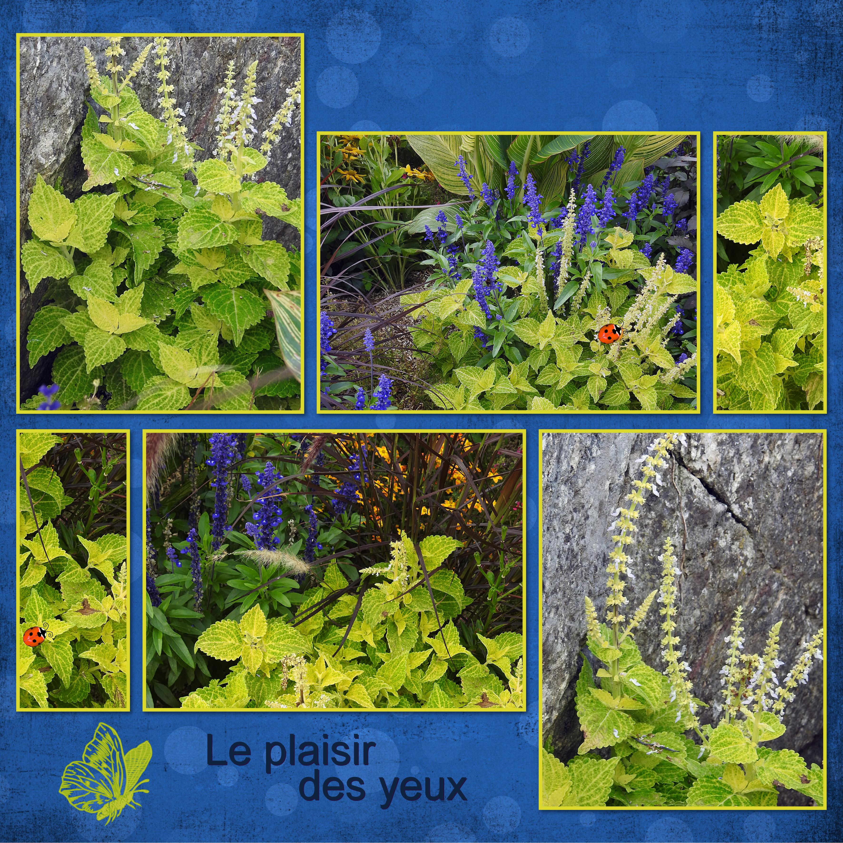 J-n25 - PLAISIR DES YEUX.jpg