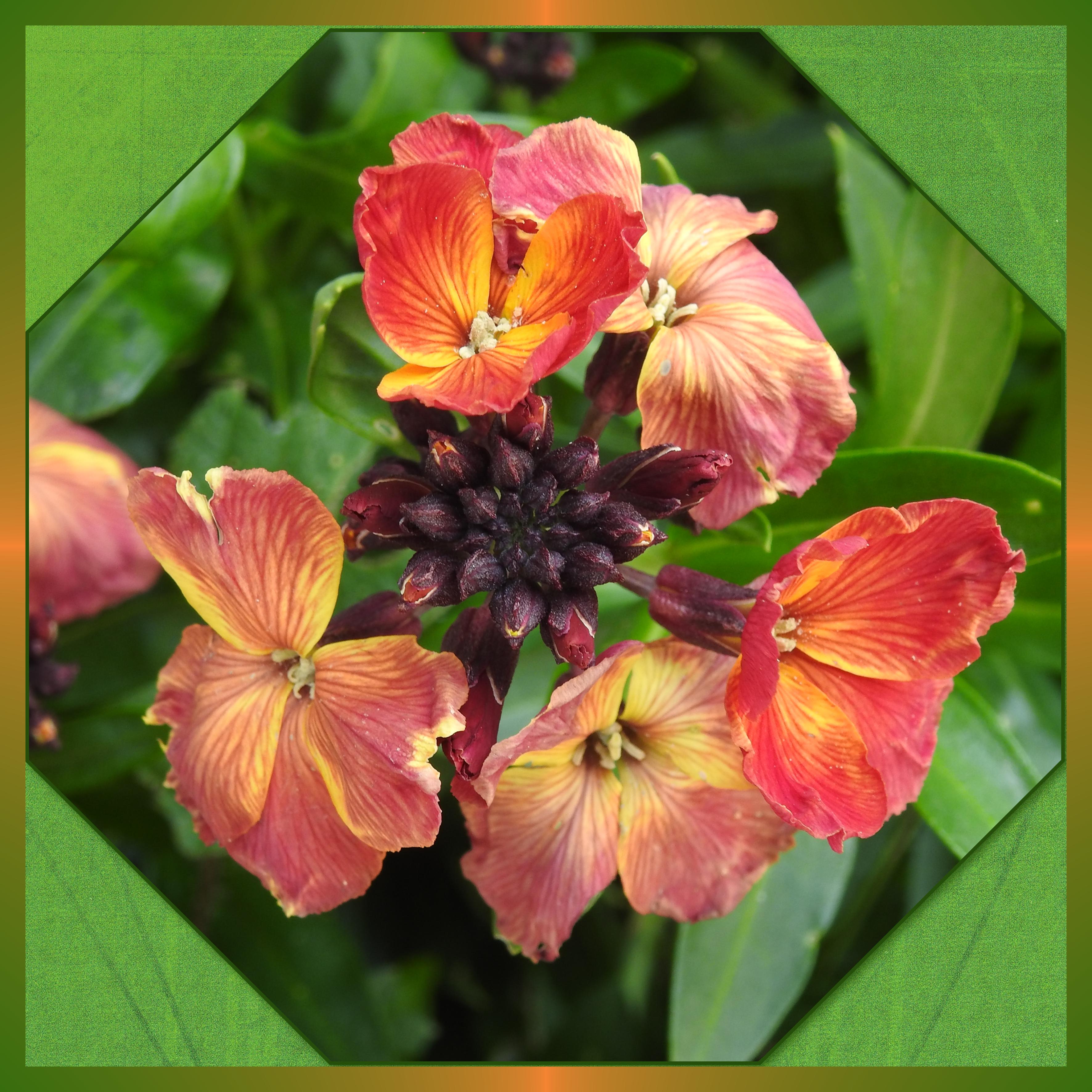 J-n25 - PLAISIR D'OFFRIR.jpg