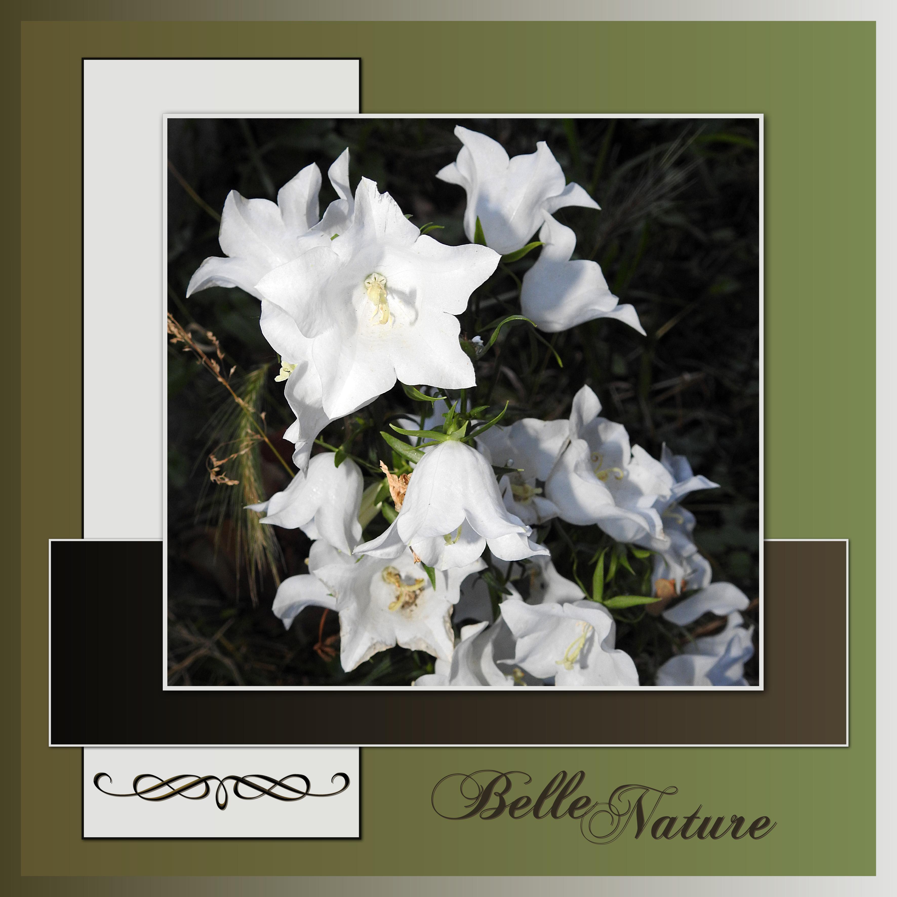 J-n27 - BELLE NATURE.jpg