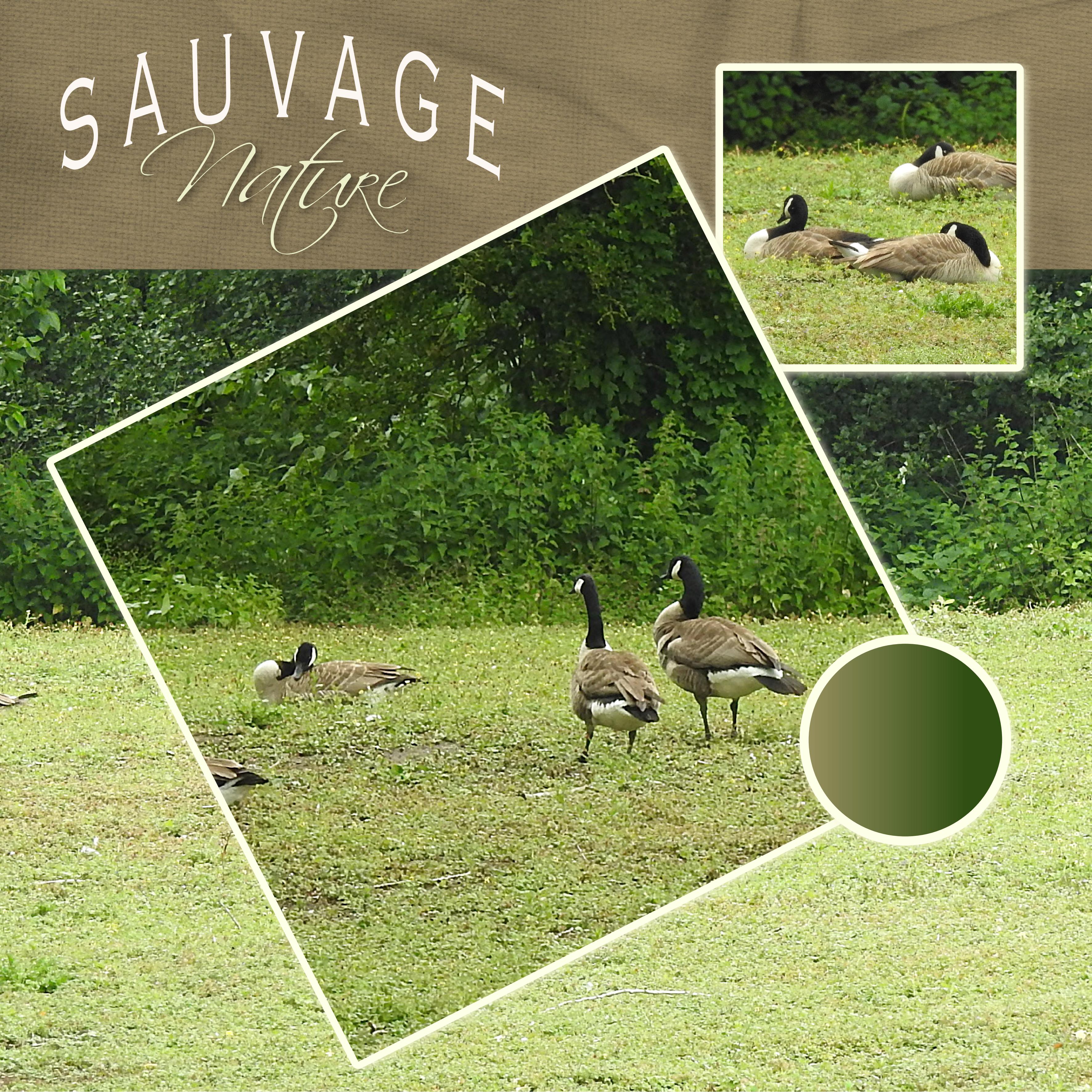 J-n27 - NATURE SAUVAGE bis.jpg