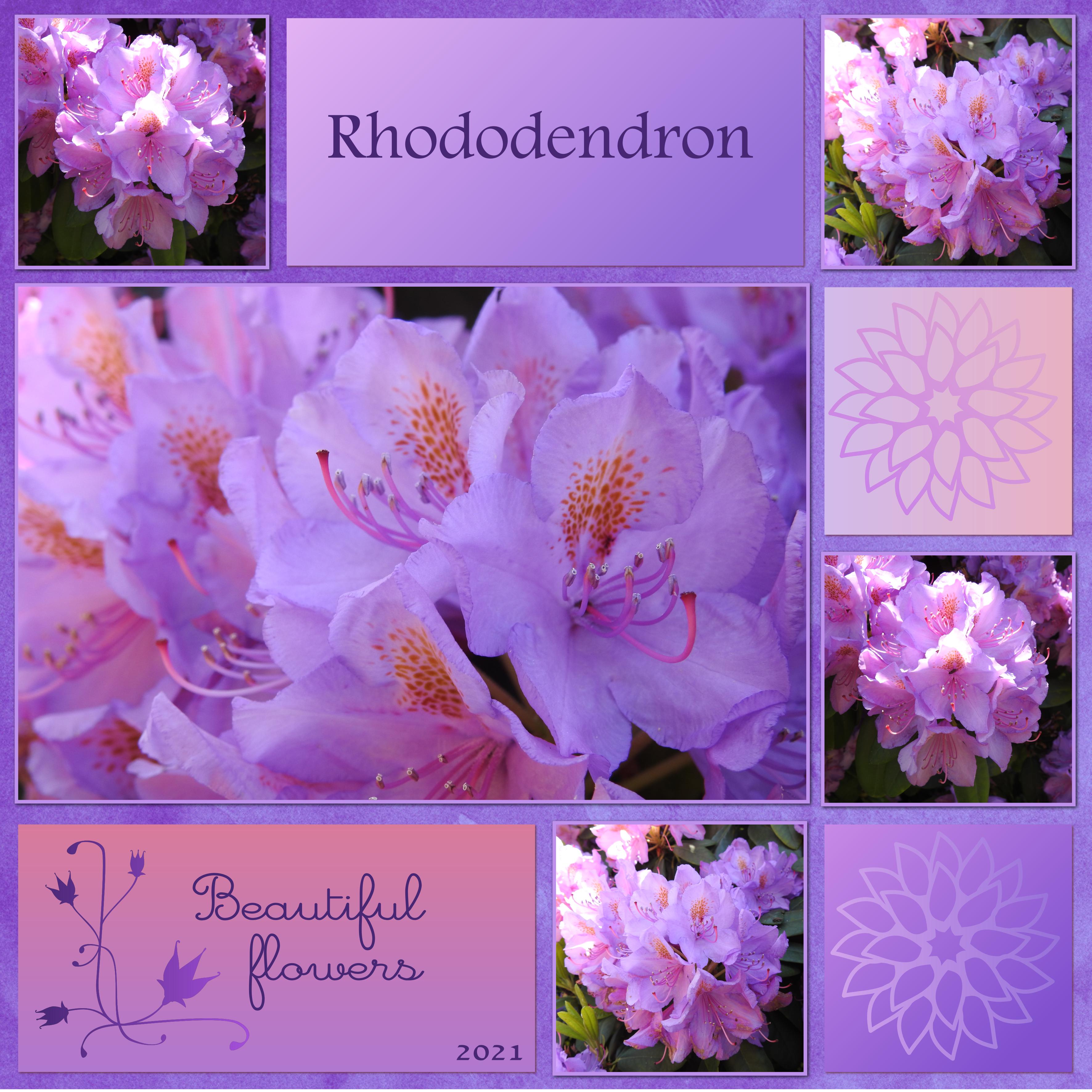 J-n27 - RHODODENDRON.jpg