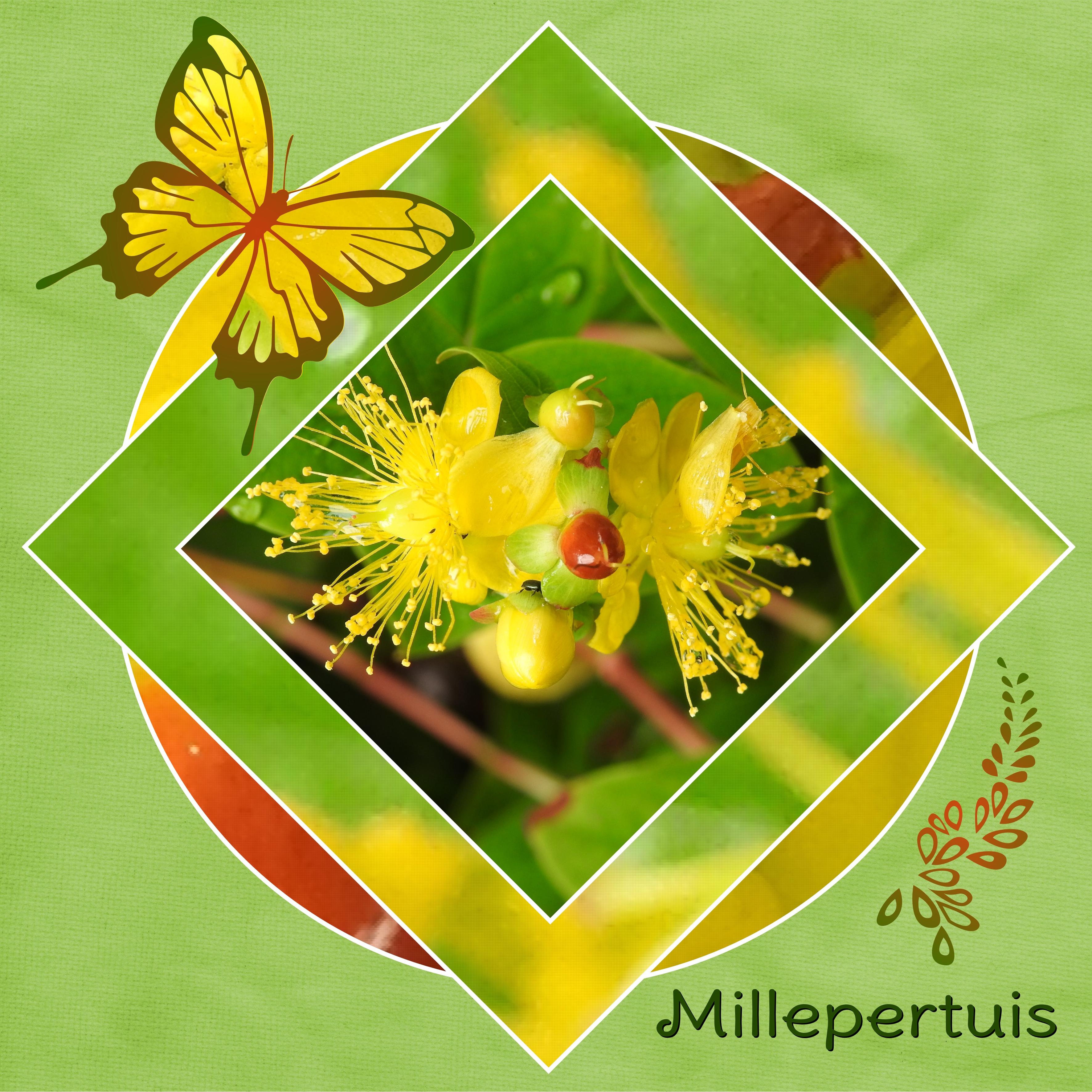 J-n28 - MILLEPERTUIS.jpg