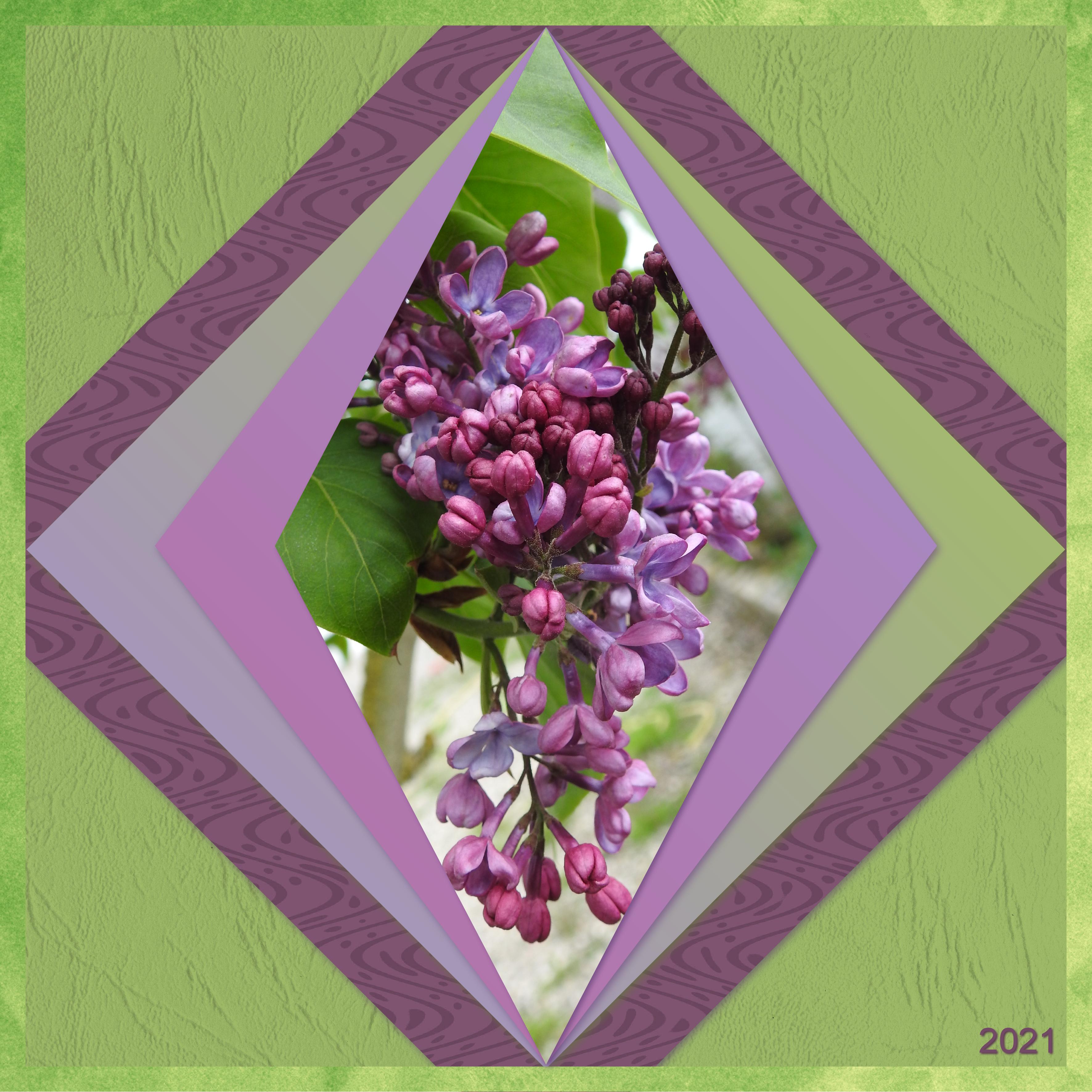 J-n29 - DOUCEUR DU LILAS.jpg