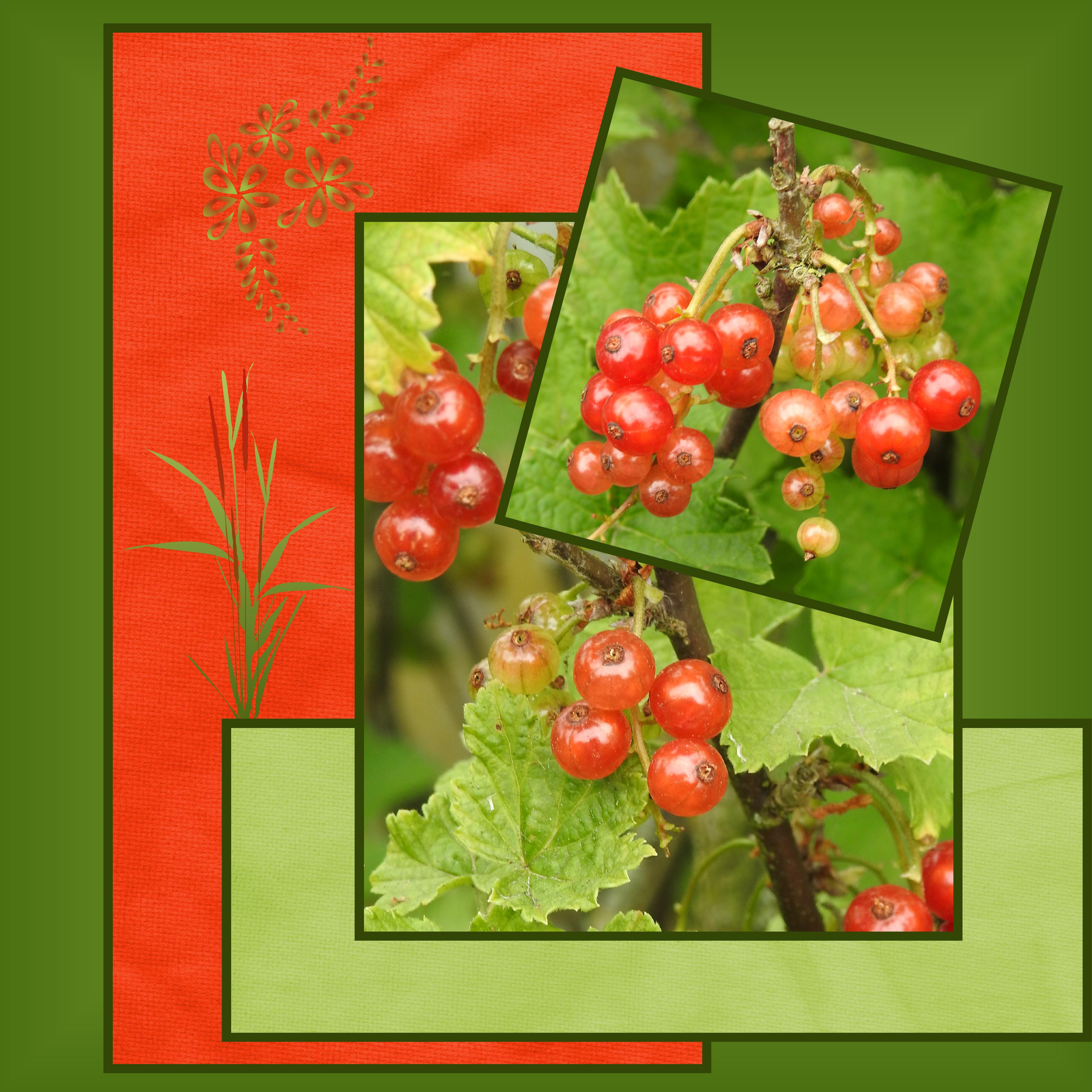 J-n29 - HUM QUEL REGAL.jpg