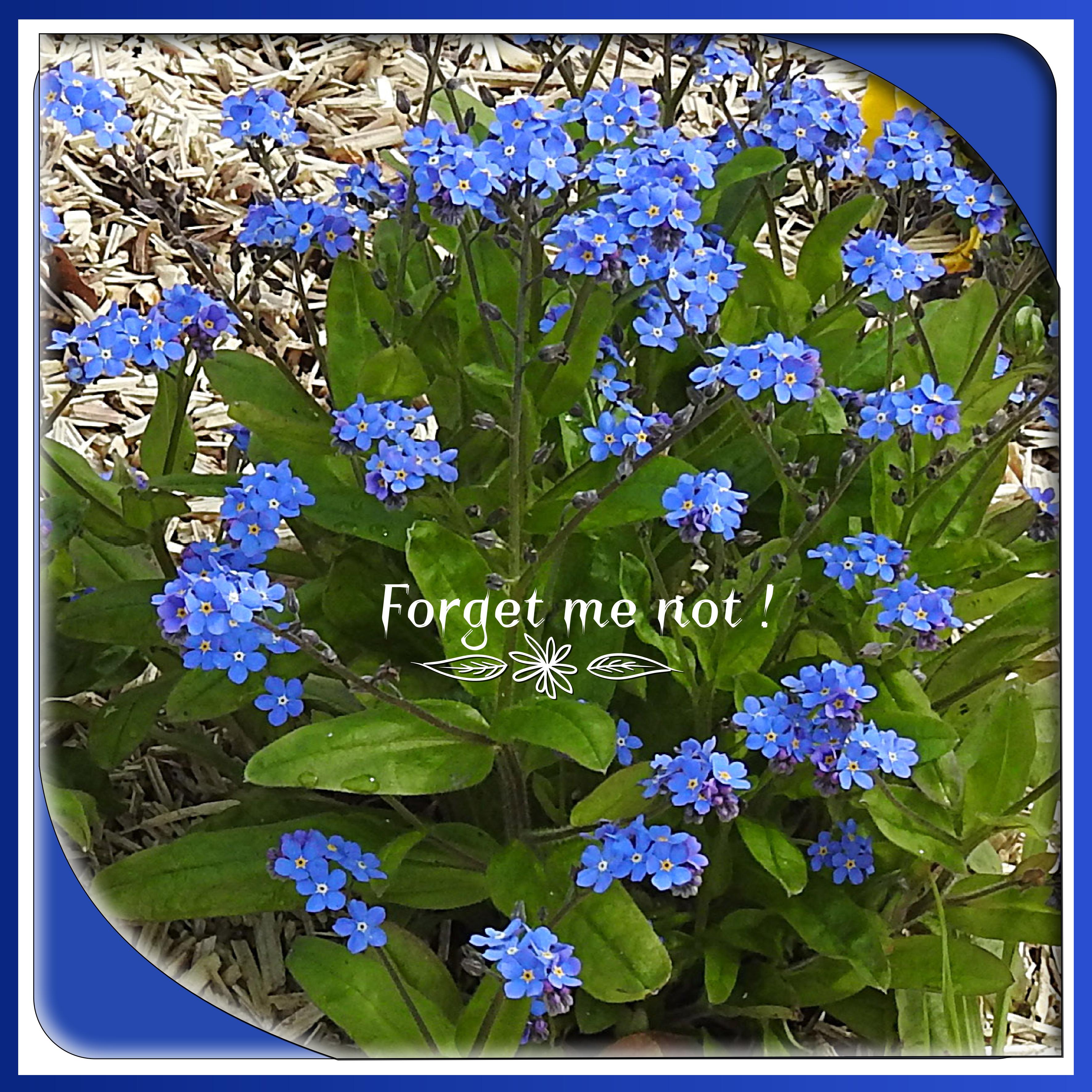 J-n3 - FORGET ME NOT.jpg