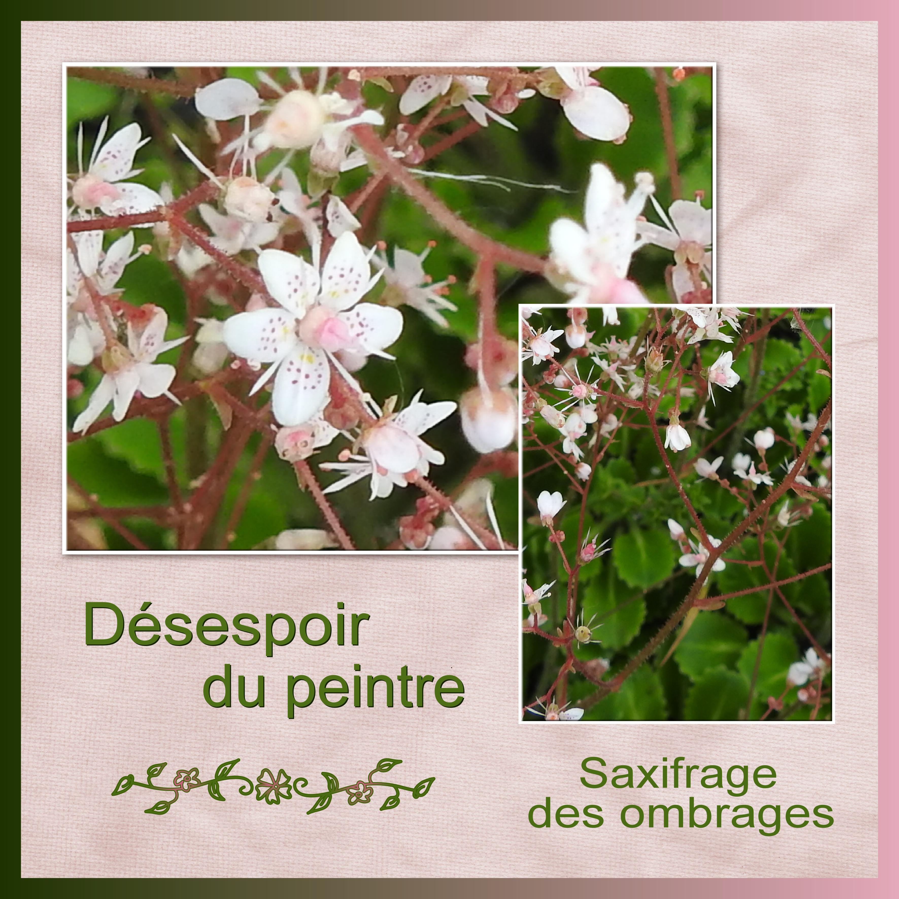 J-n3 - SAXIFRAGE DES OMBRAGES.jpg