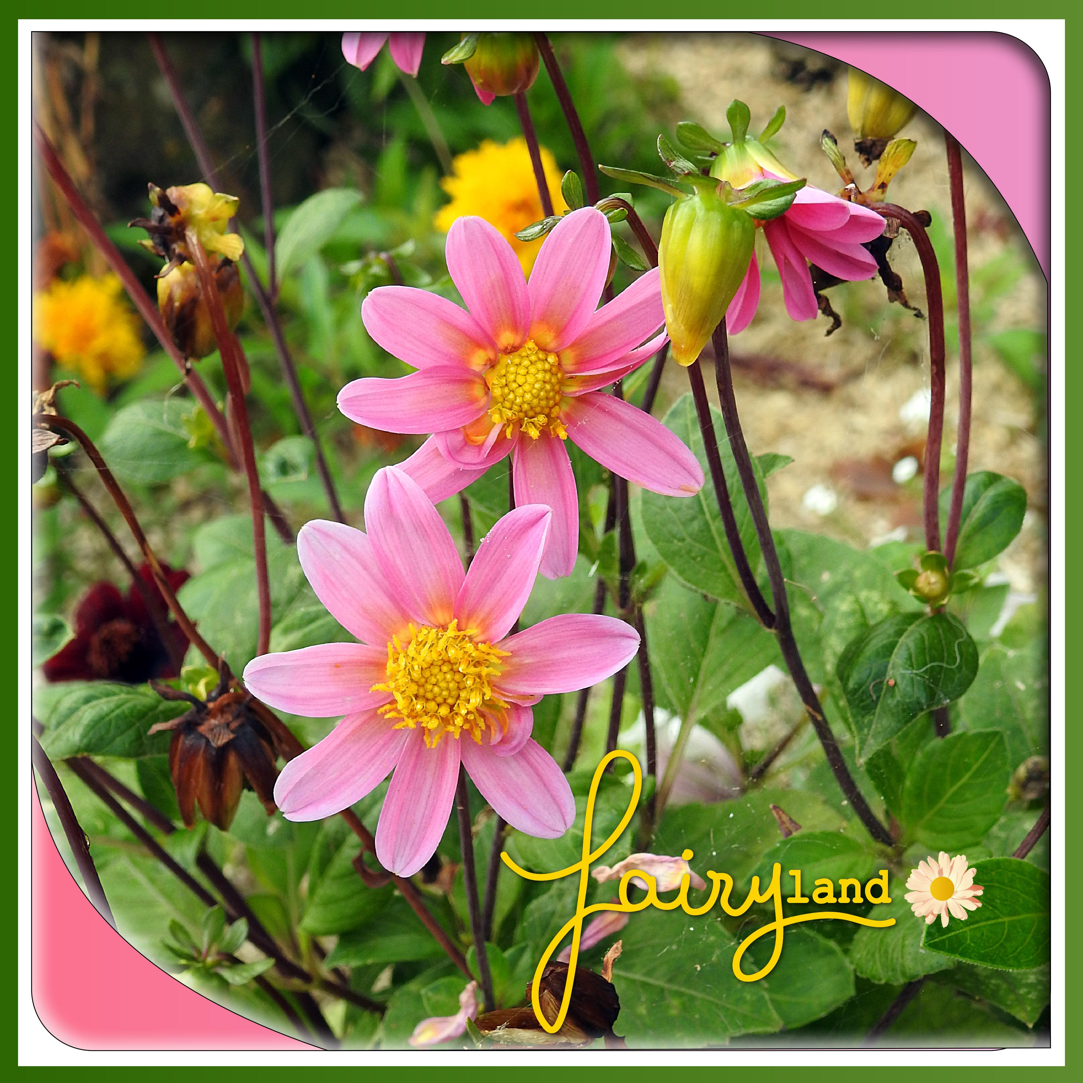 J-n32 - FAIRY LAND.jpg