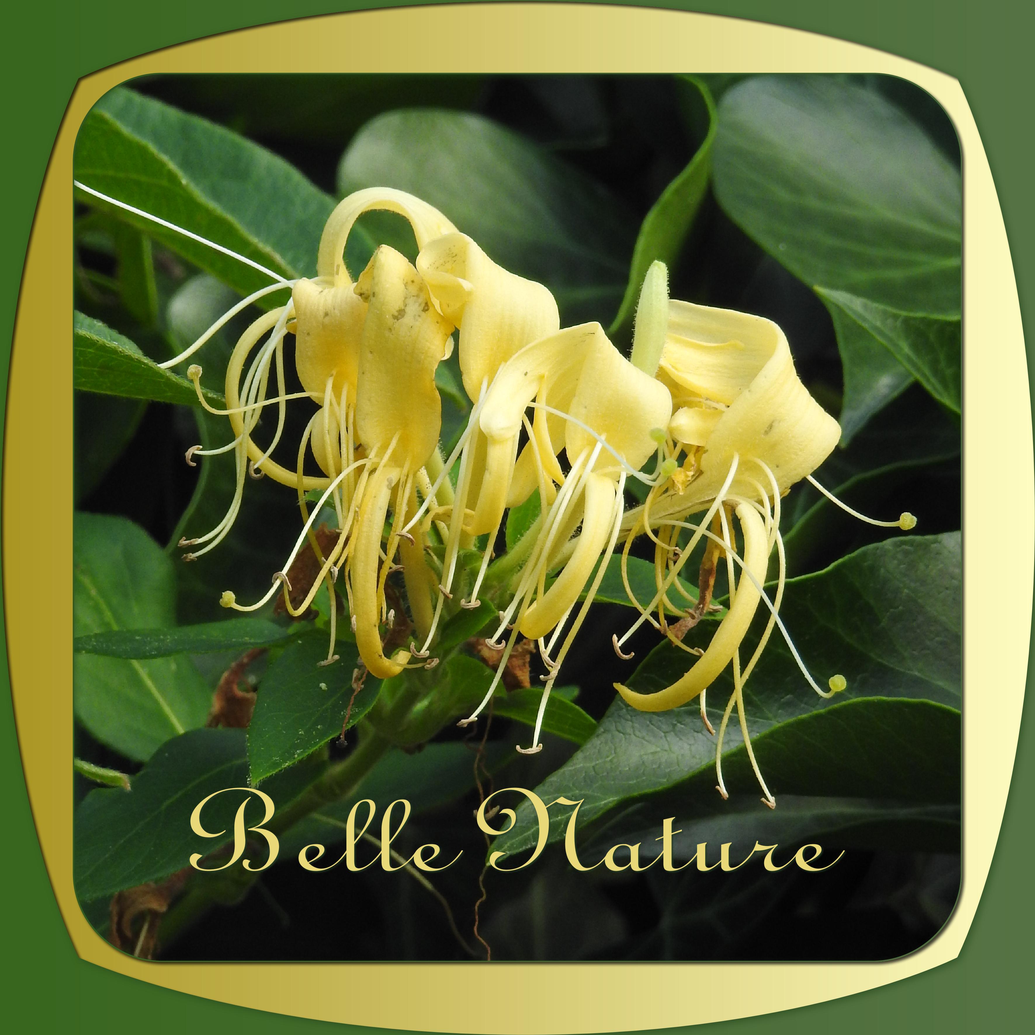 J-n33 - BELLE NATURE.jpg