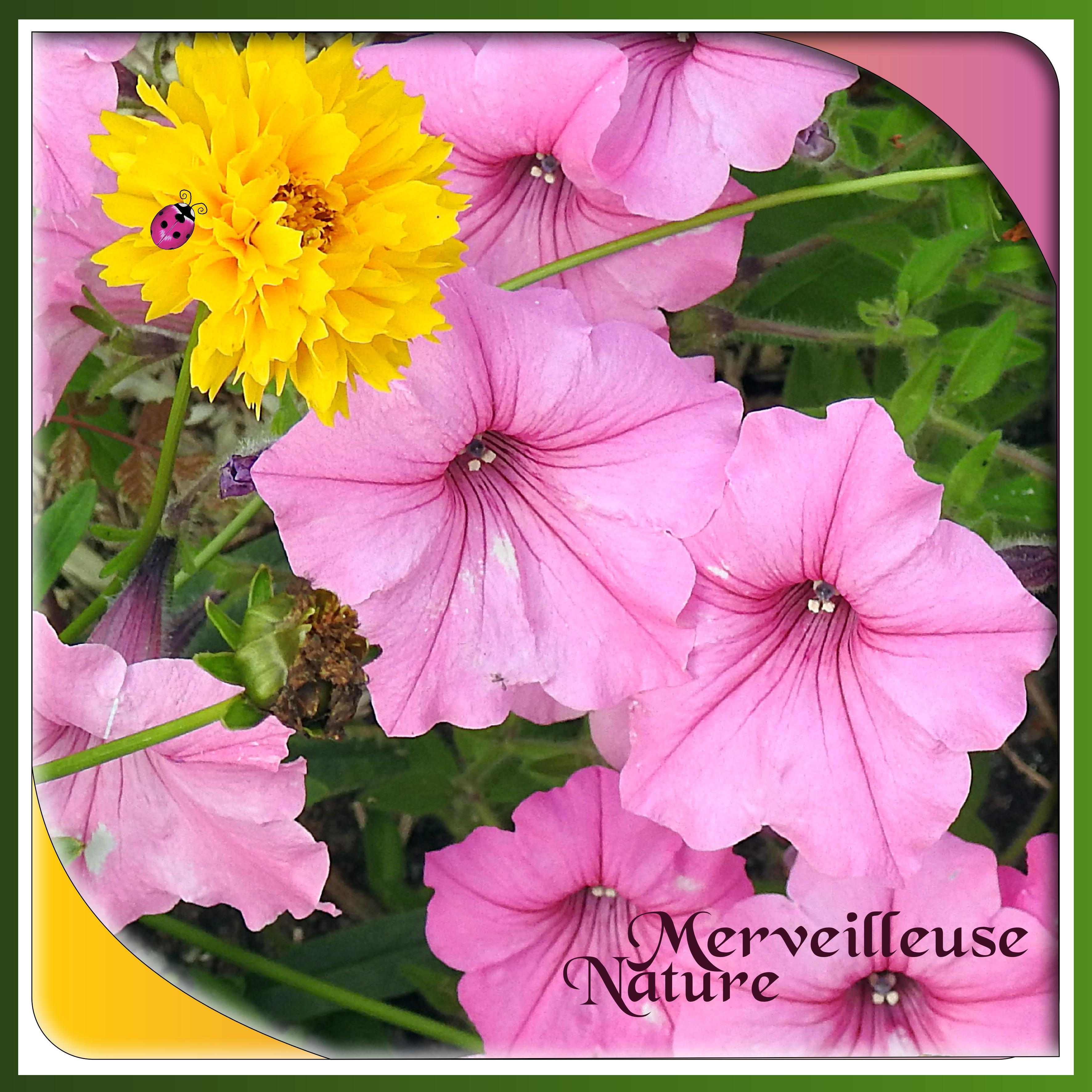 J-n33 - MERVEILLEUSE NATURE.jpg