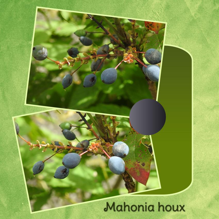 J-n34 - MAHONIA HOUX.jpg