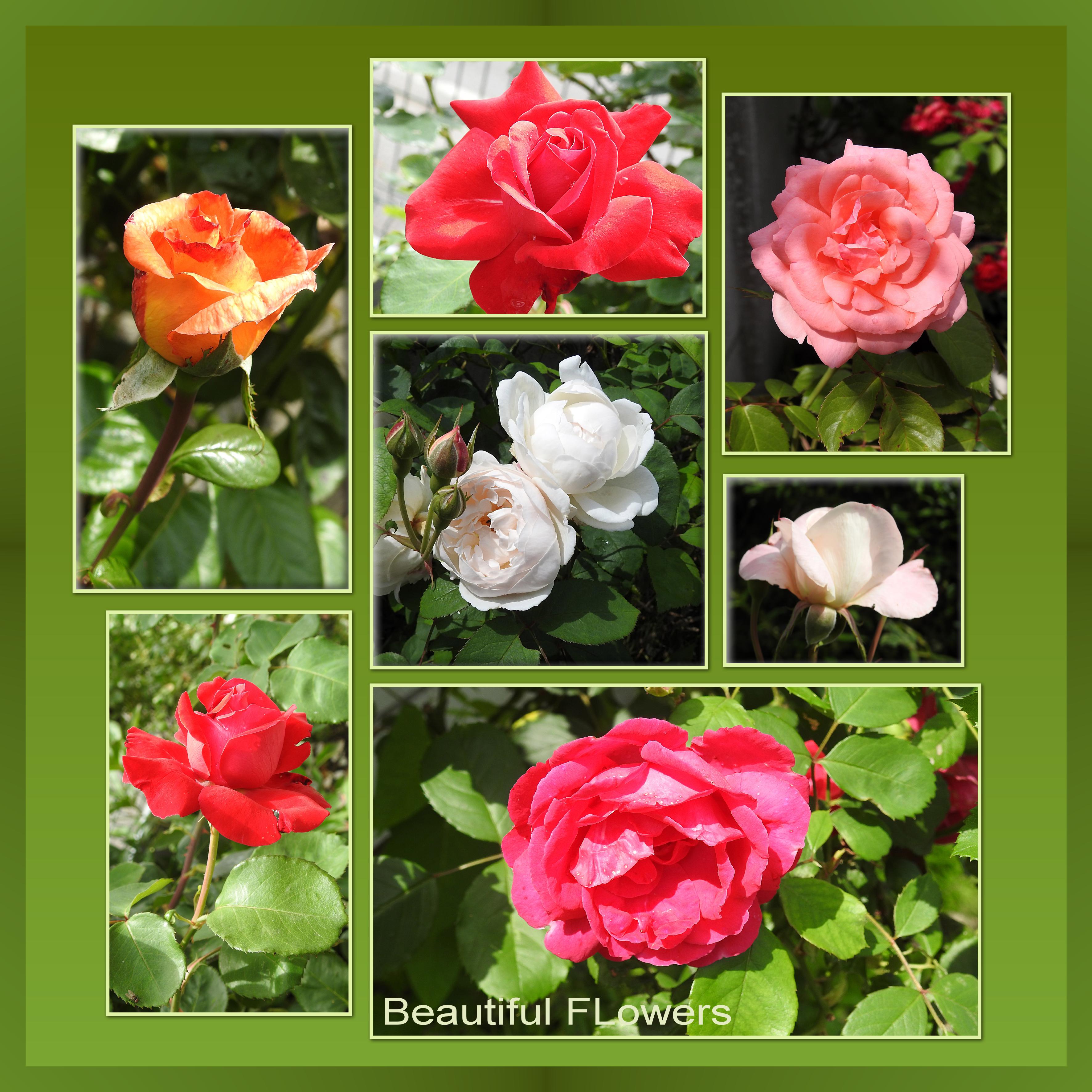 J-n35 - BEAUTIFUL FLOWERS.jpg