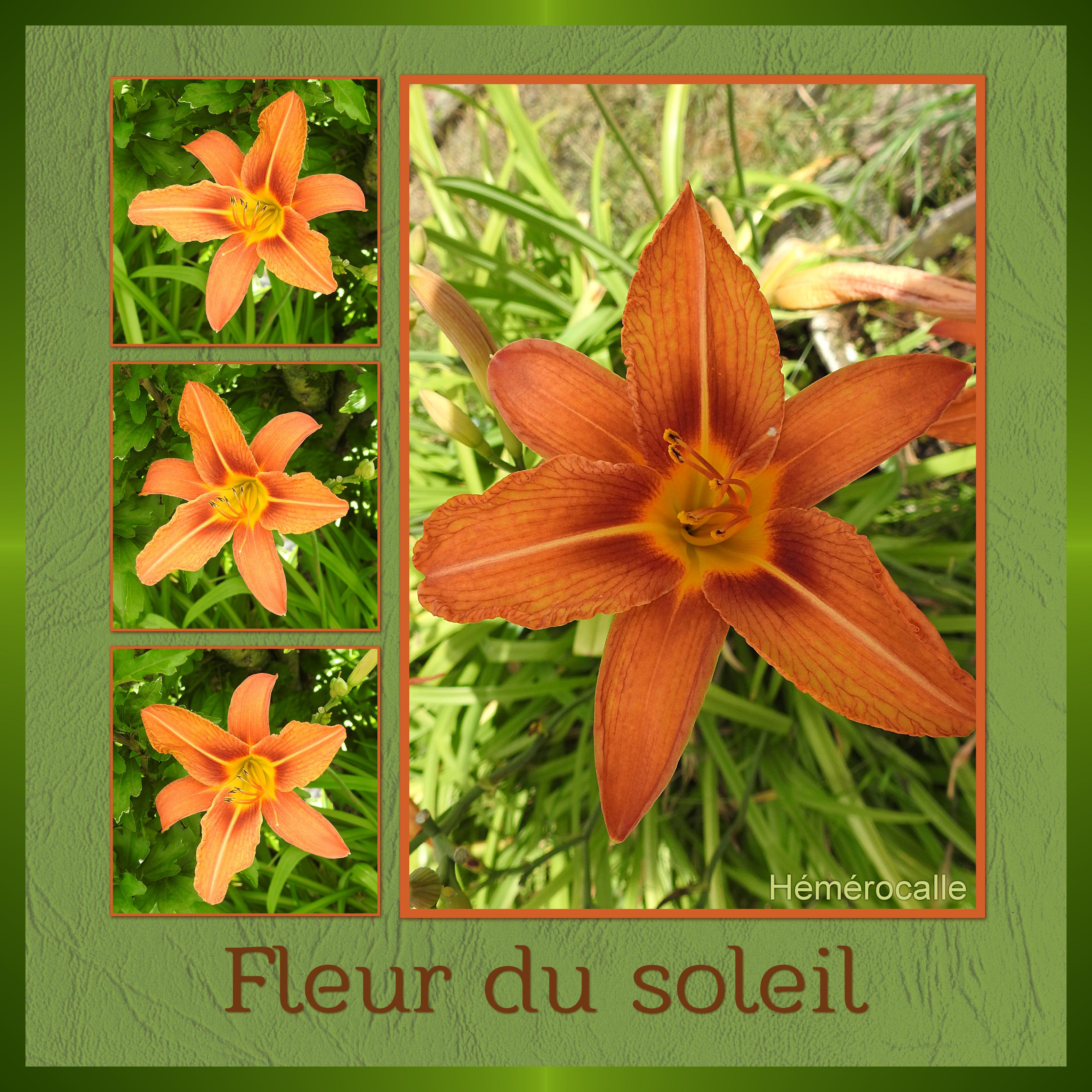 J-n37 - FLEUR DU SOLEIL.jpg