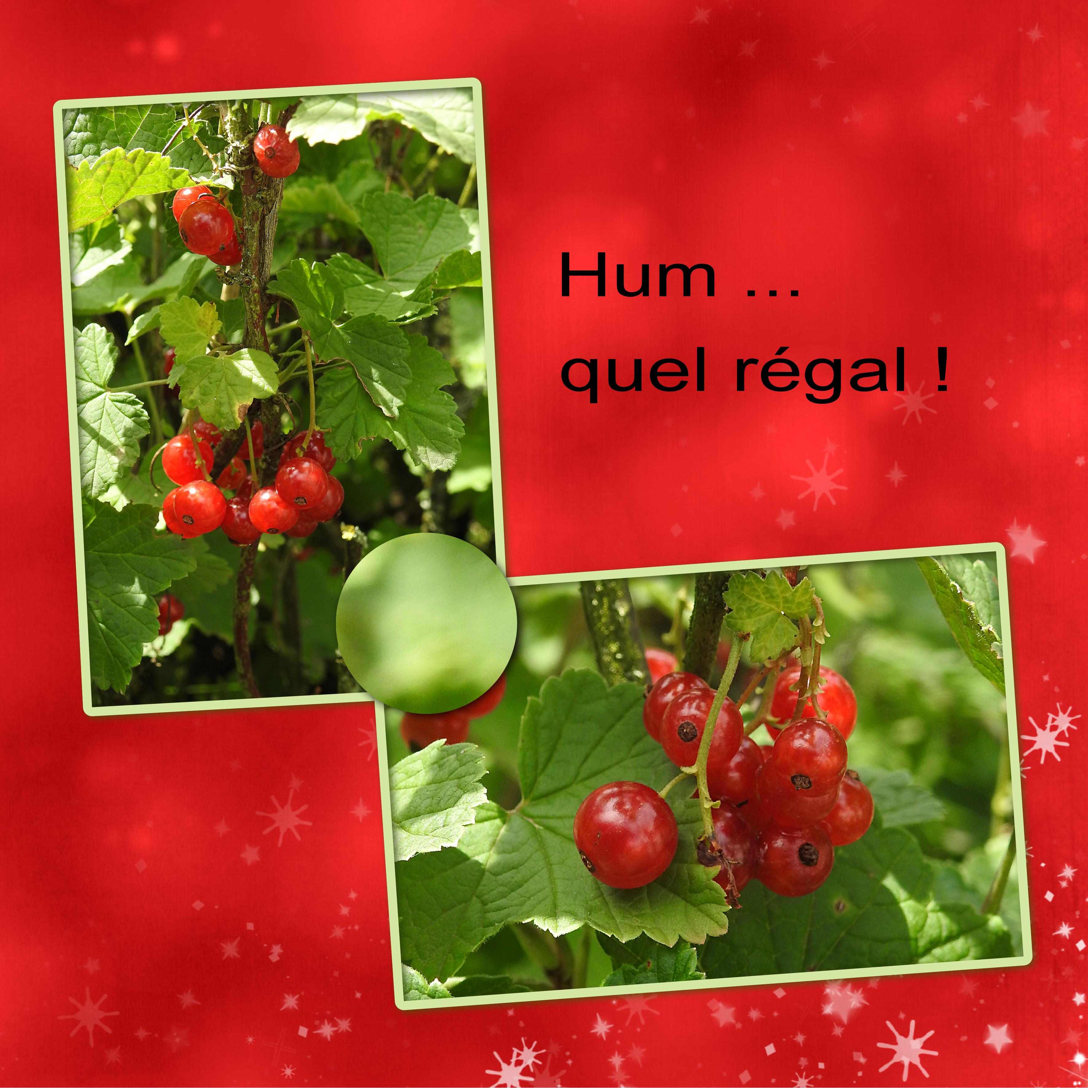 J-n38 - HUM QUEL REGAL.jpg