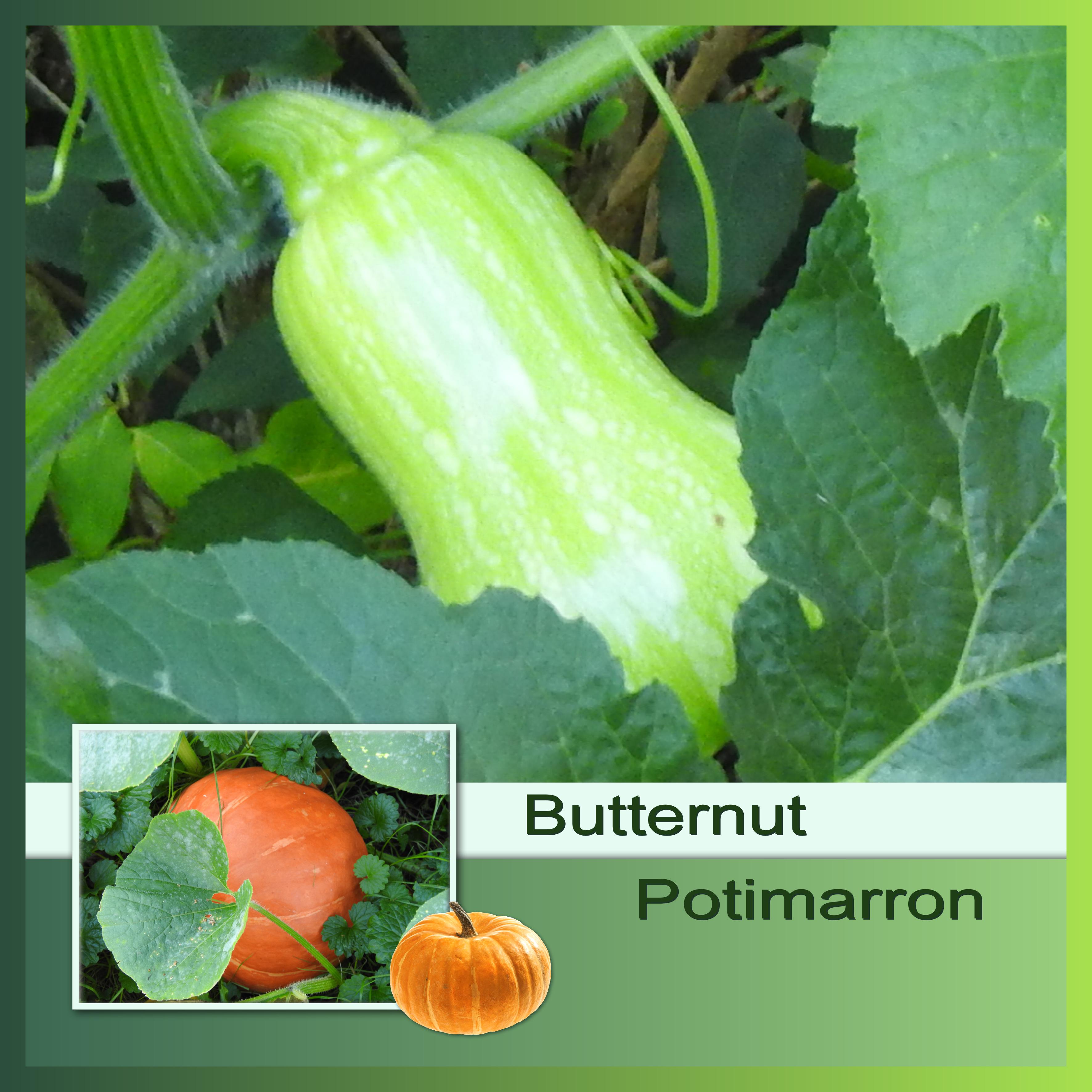 J-n39 - BUTTERNUT - POTIMARRON.jpg
