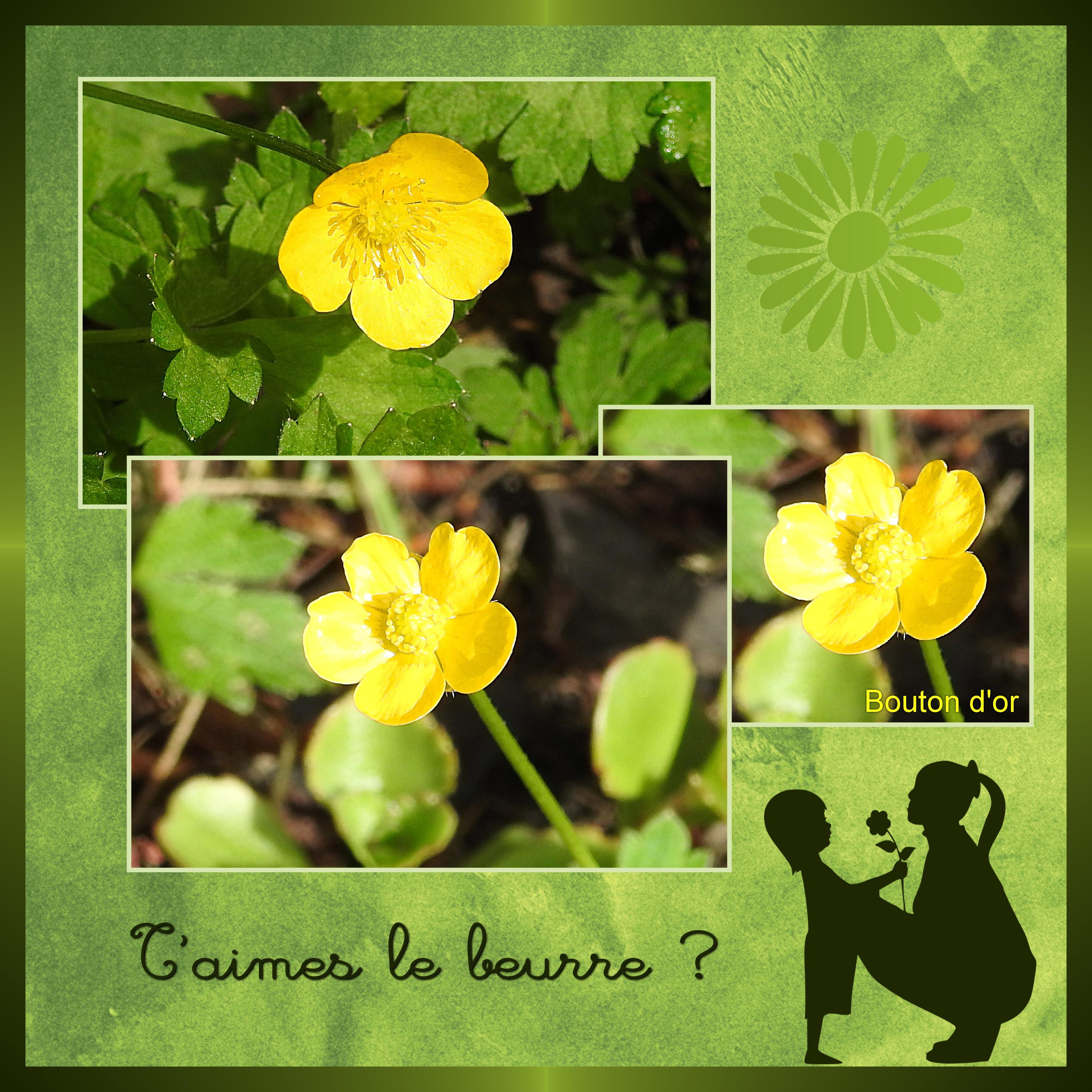 J-n43 - BOUTON D'OR.jpg