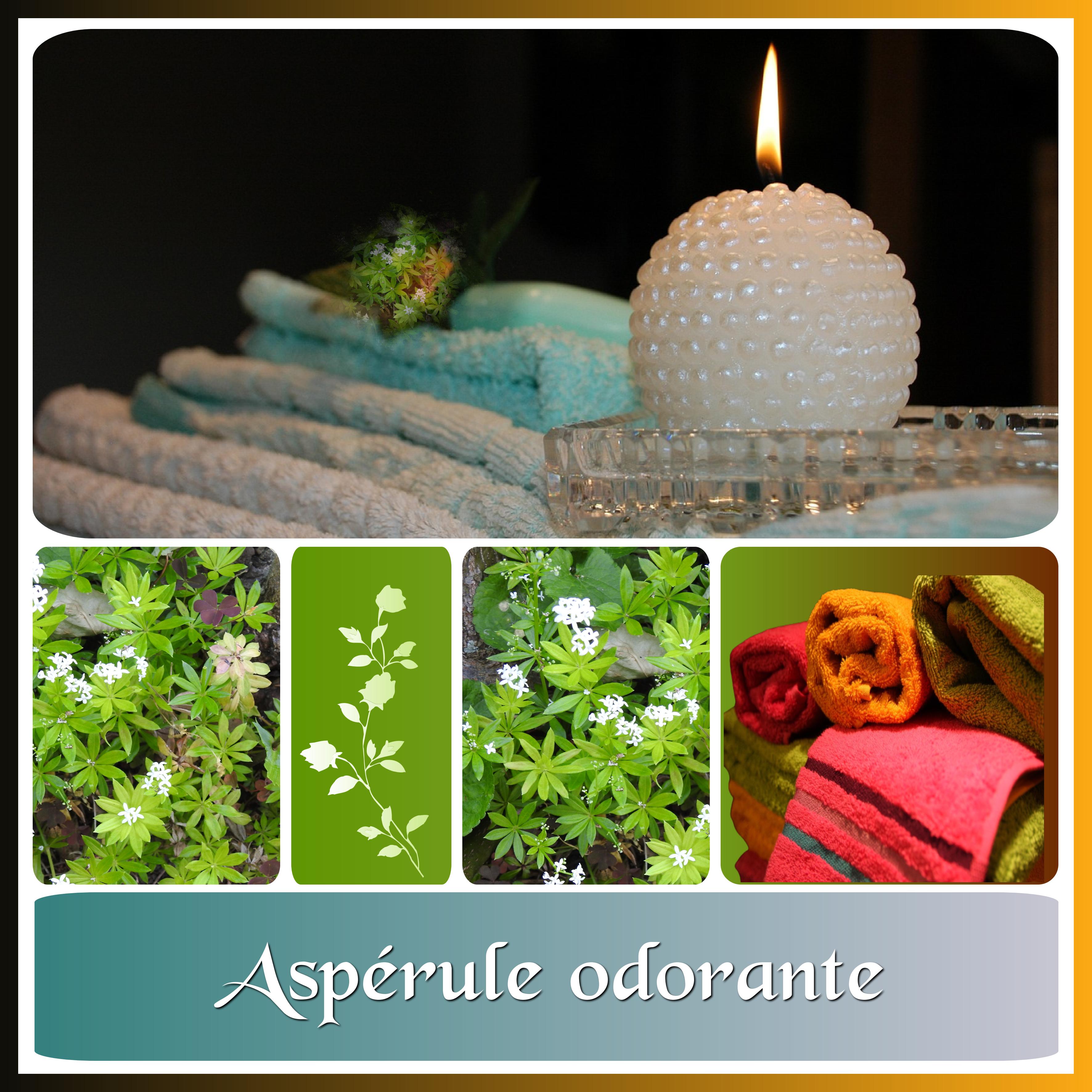 J-n44 - ASPERULE ODORANTE.jpg