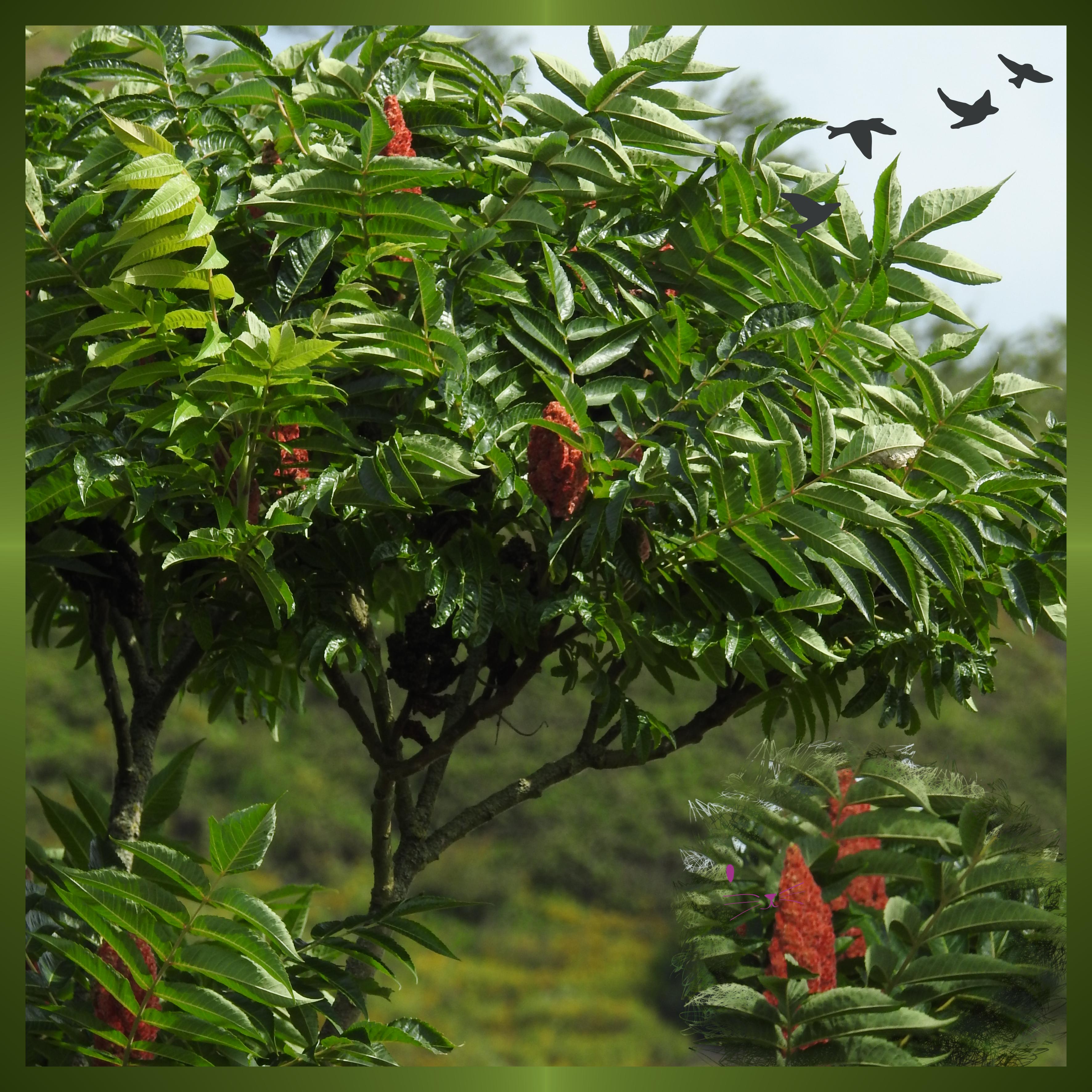 J-n45 - BELLE NATURE.jpg