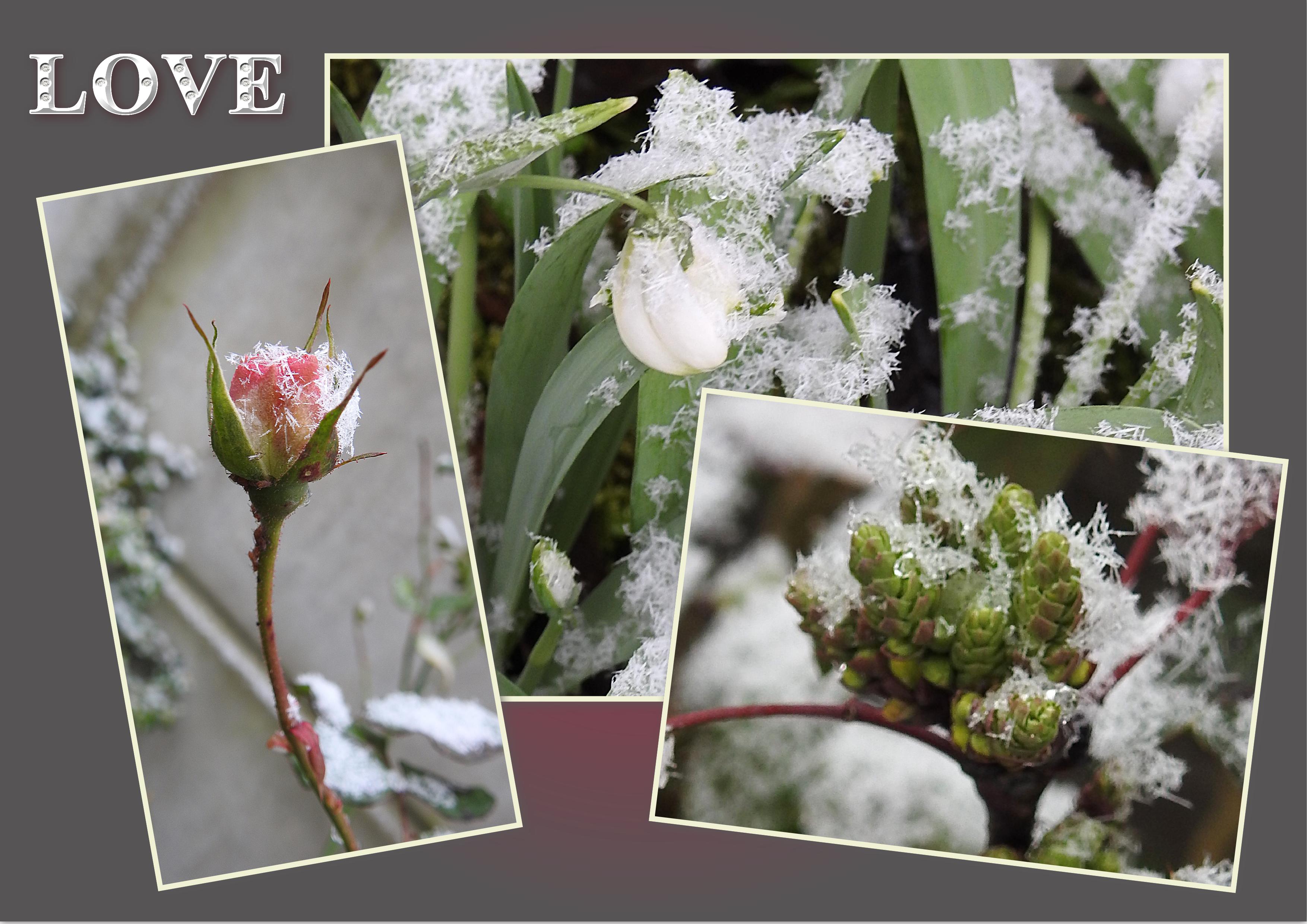 J-n5 - LOVE NATURE.jpg