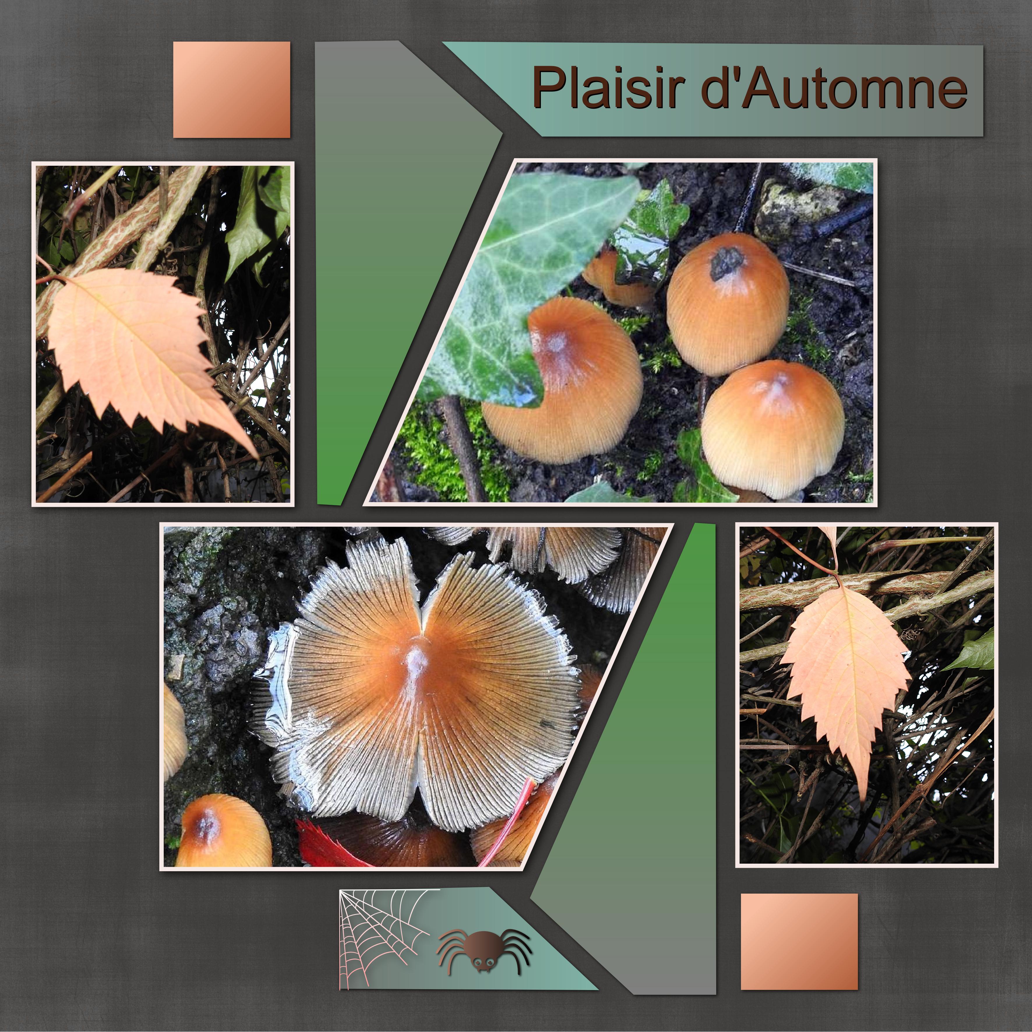 J-n53 - PLAISIR D'AUTOMNE.jpg