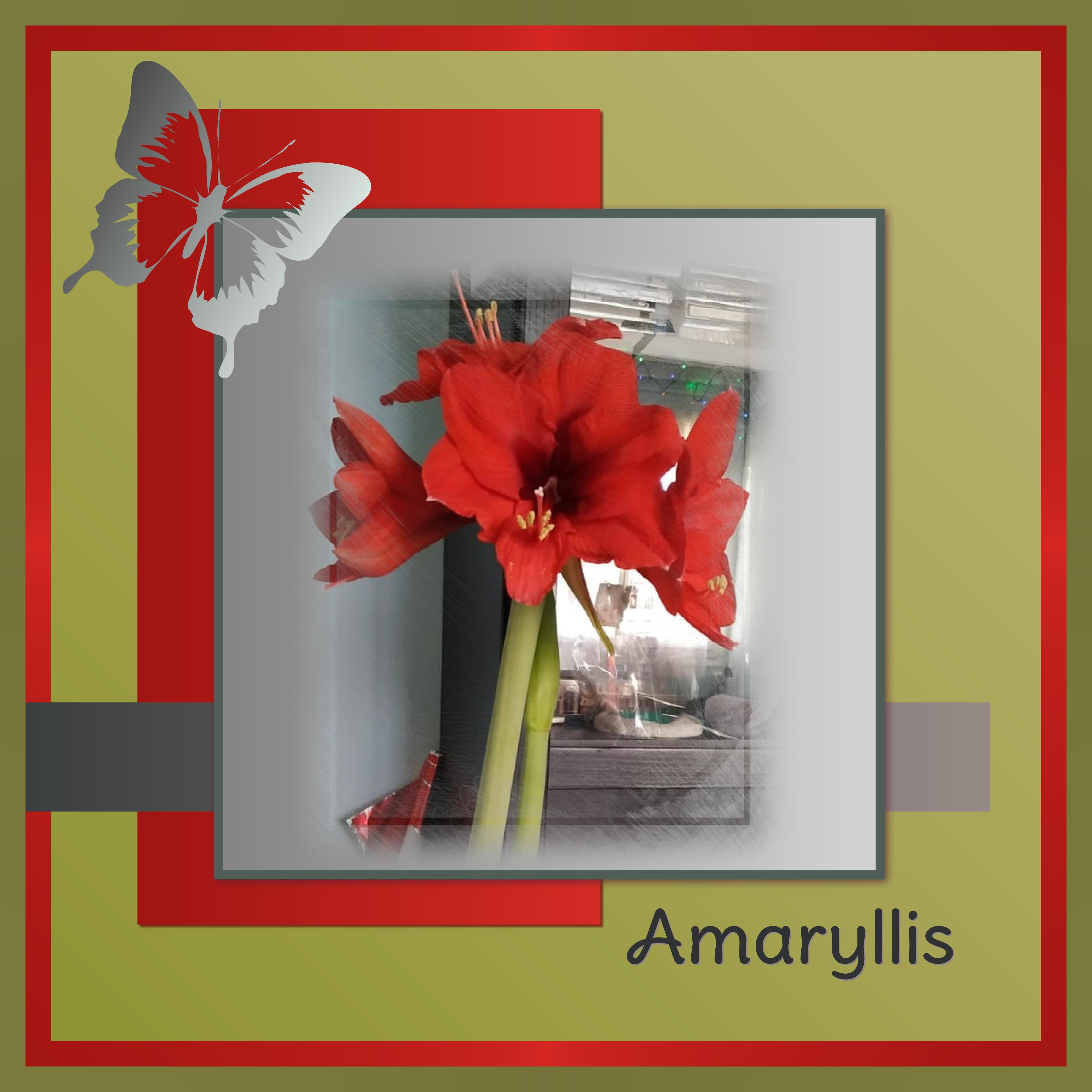 J-n55 - AMARYLLIS.jpg