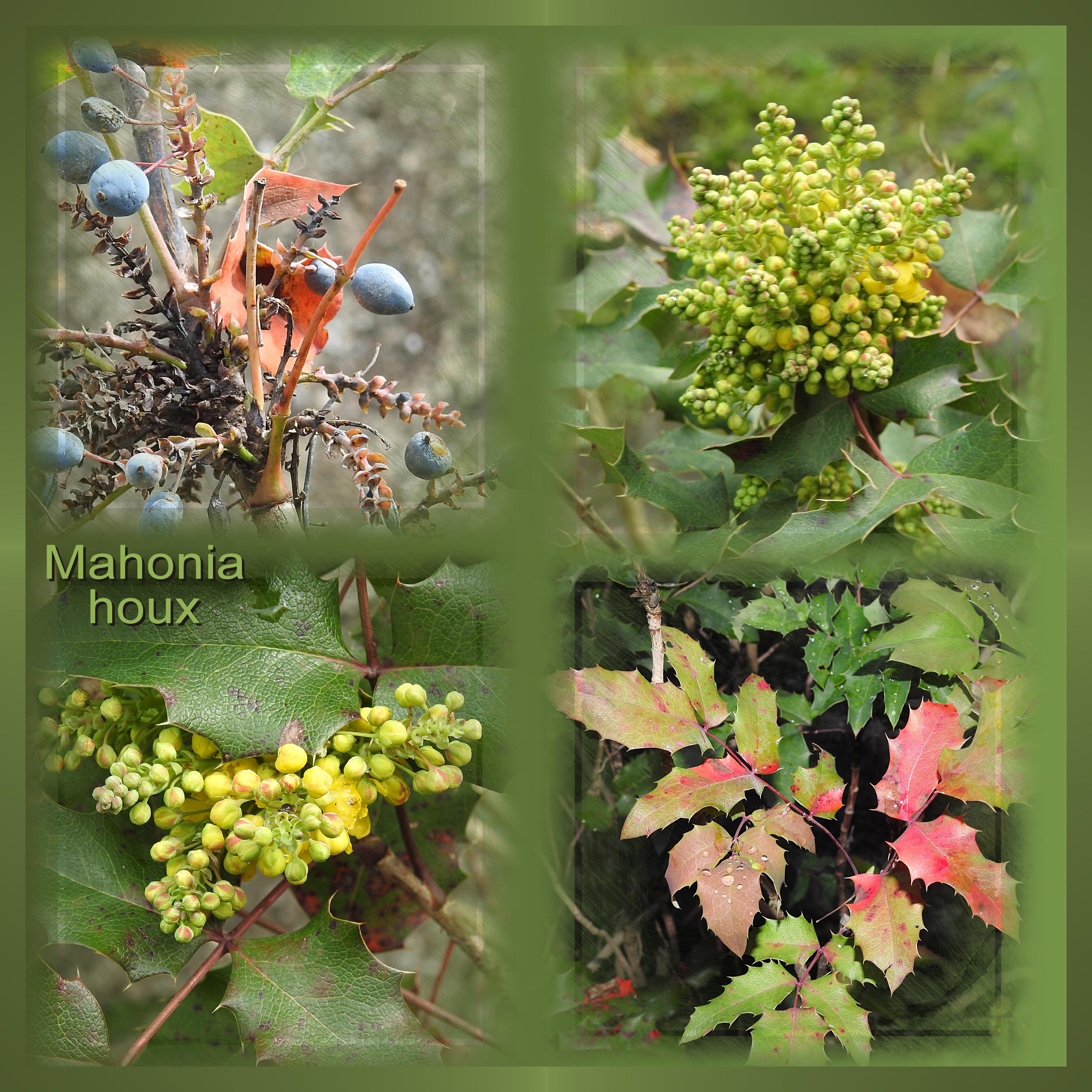 J-n58 - MAHONIA HOUX.jpg