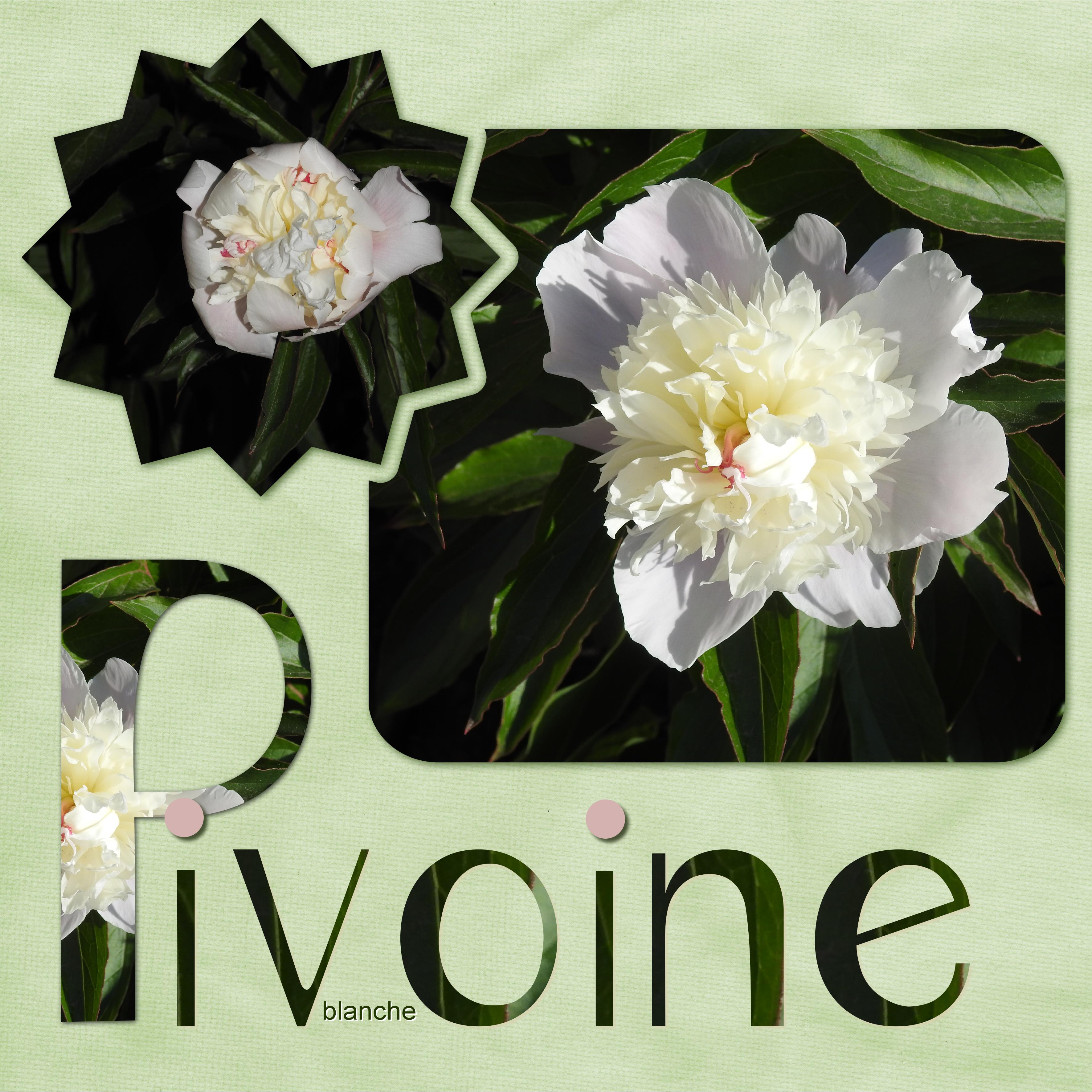 J-n6 - PIVOINE BLANCHE.jpg