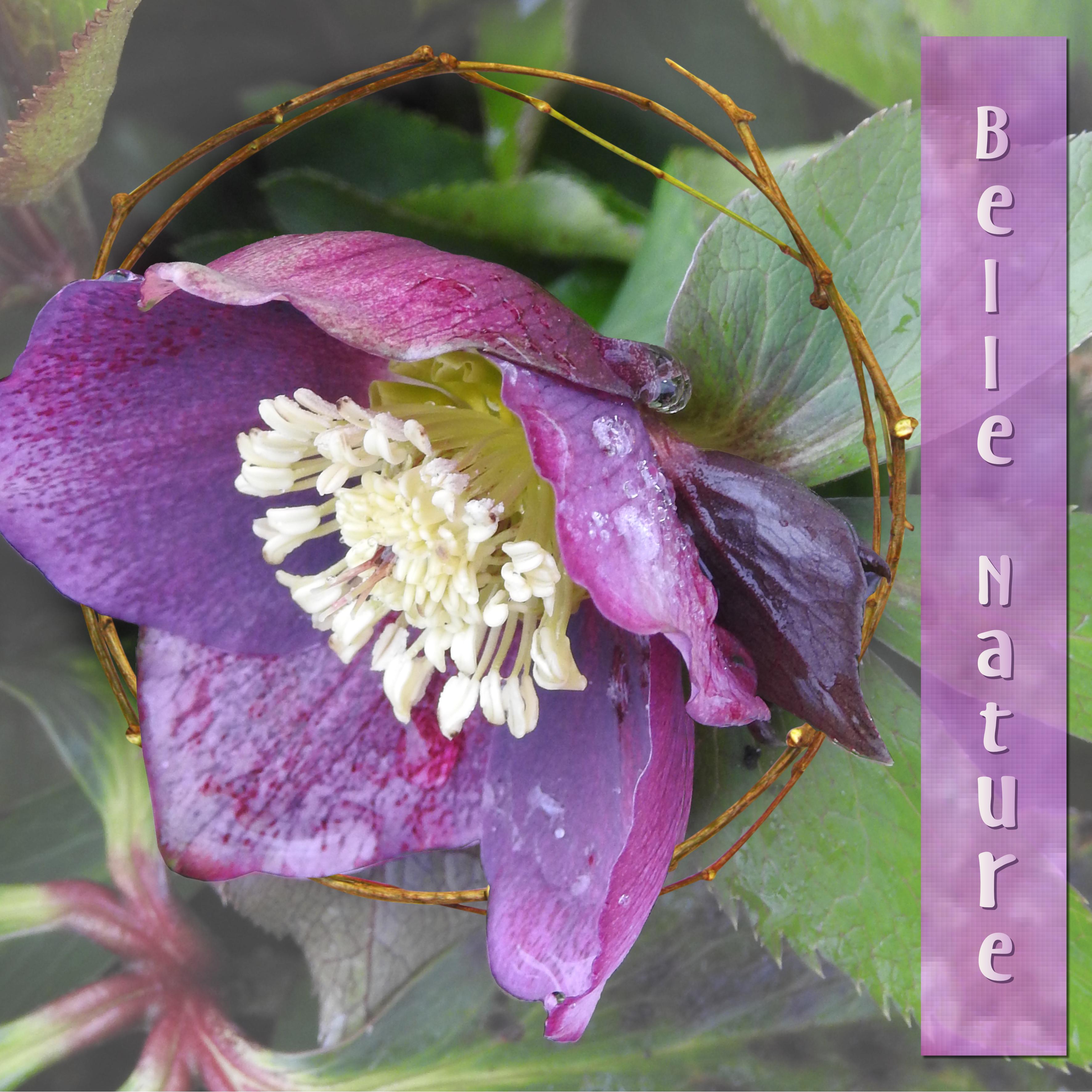 J-n60 - BELLE NATURE.jpg