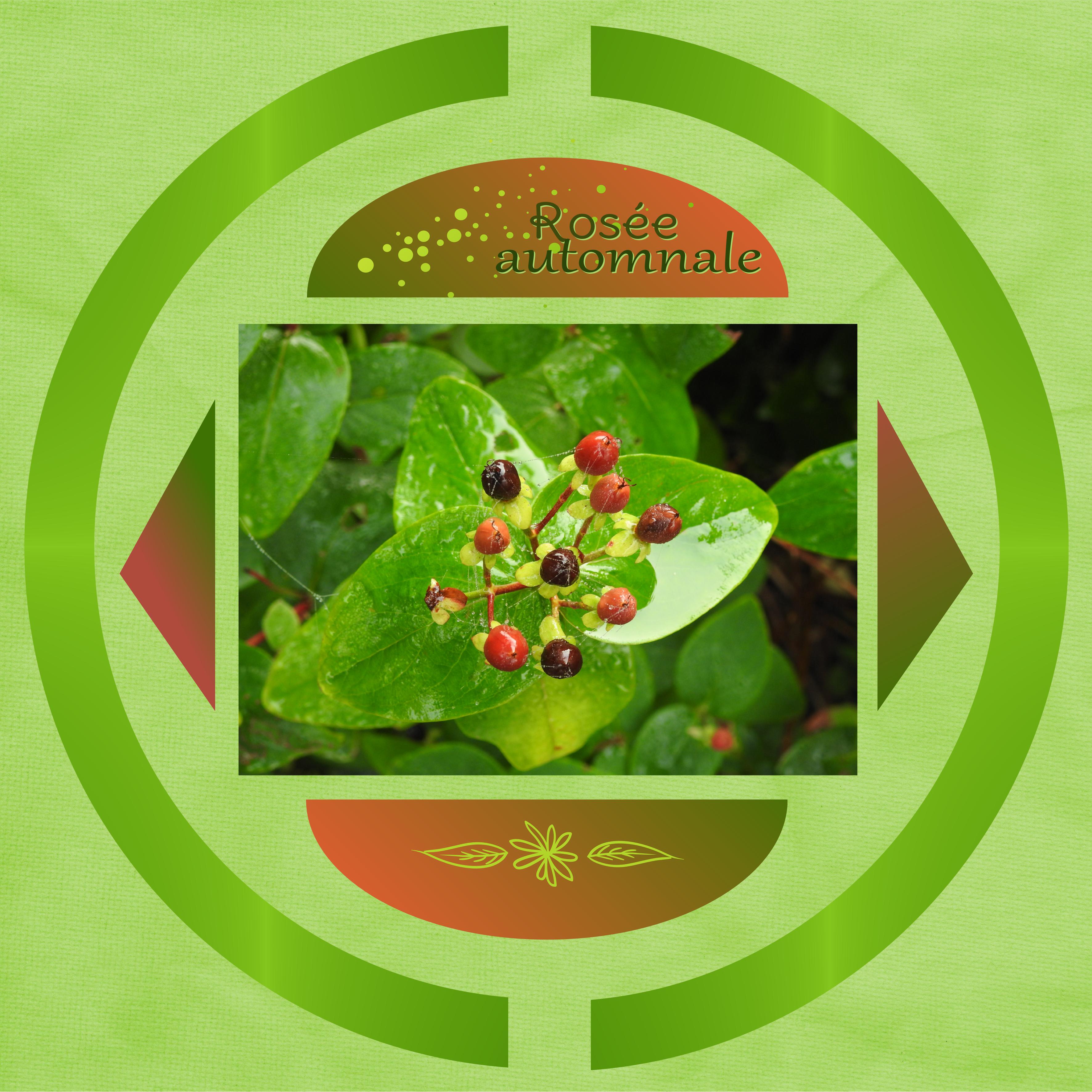 J-n60 - ROSEE AUTOMNALE.jpg