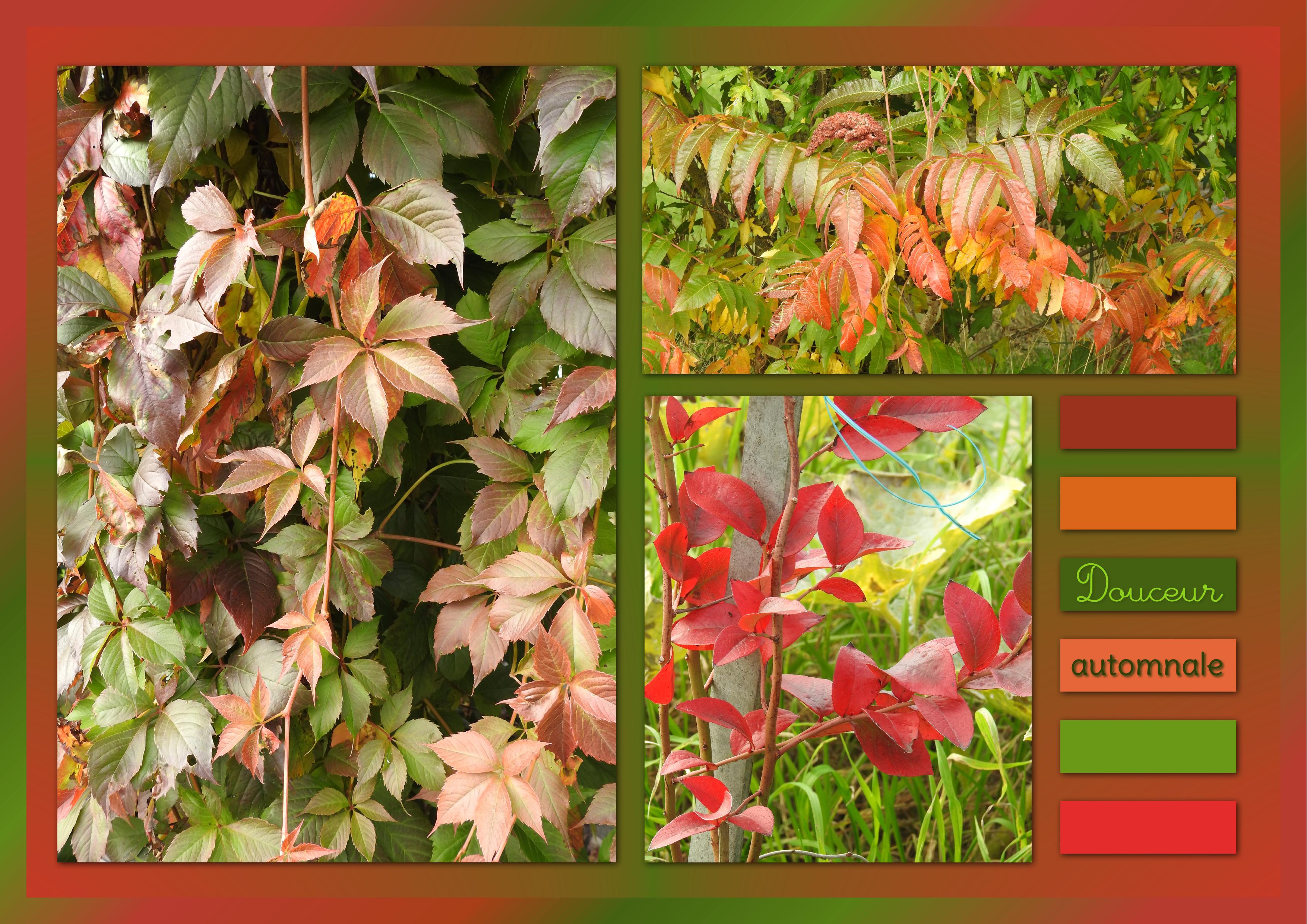 J-n61 - DOUCEUR AUTOMNALE.jpg