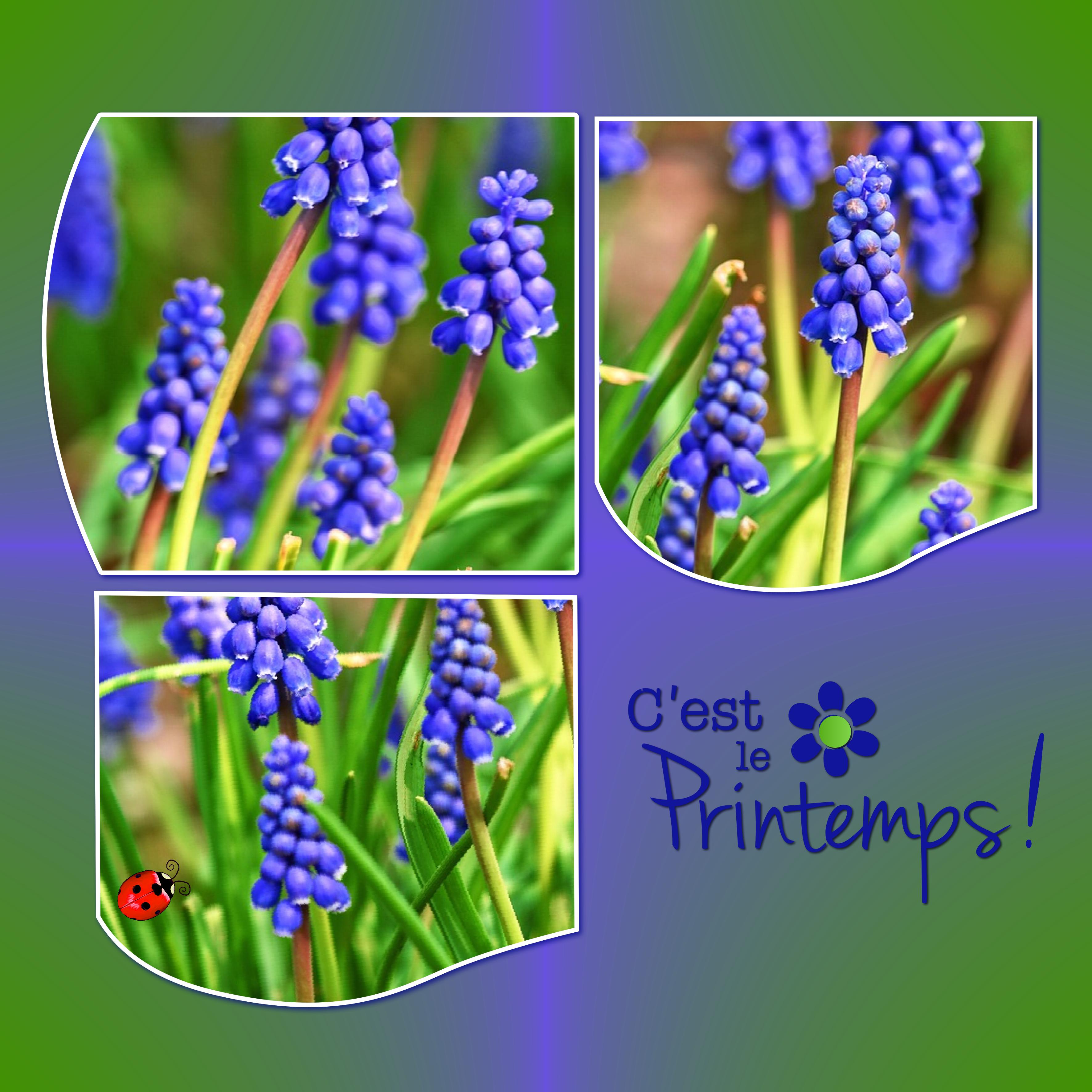 J-n62 - C'EST LE PRINTEMPS.jpg