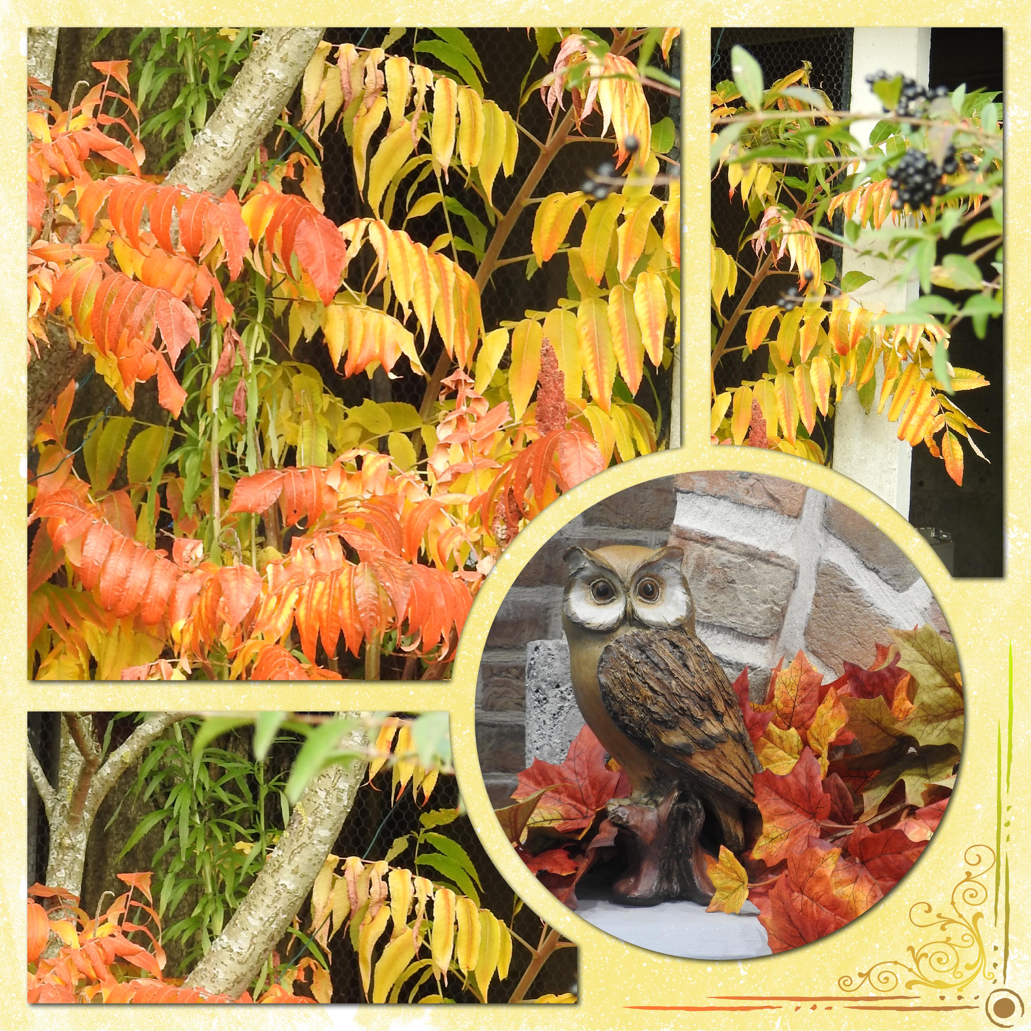 J-n62 - COULEURS  D'AUTOMNE.jpg