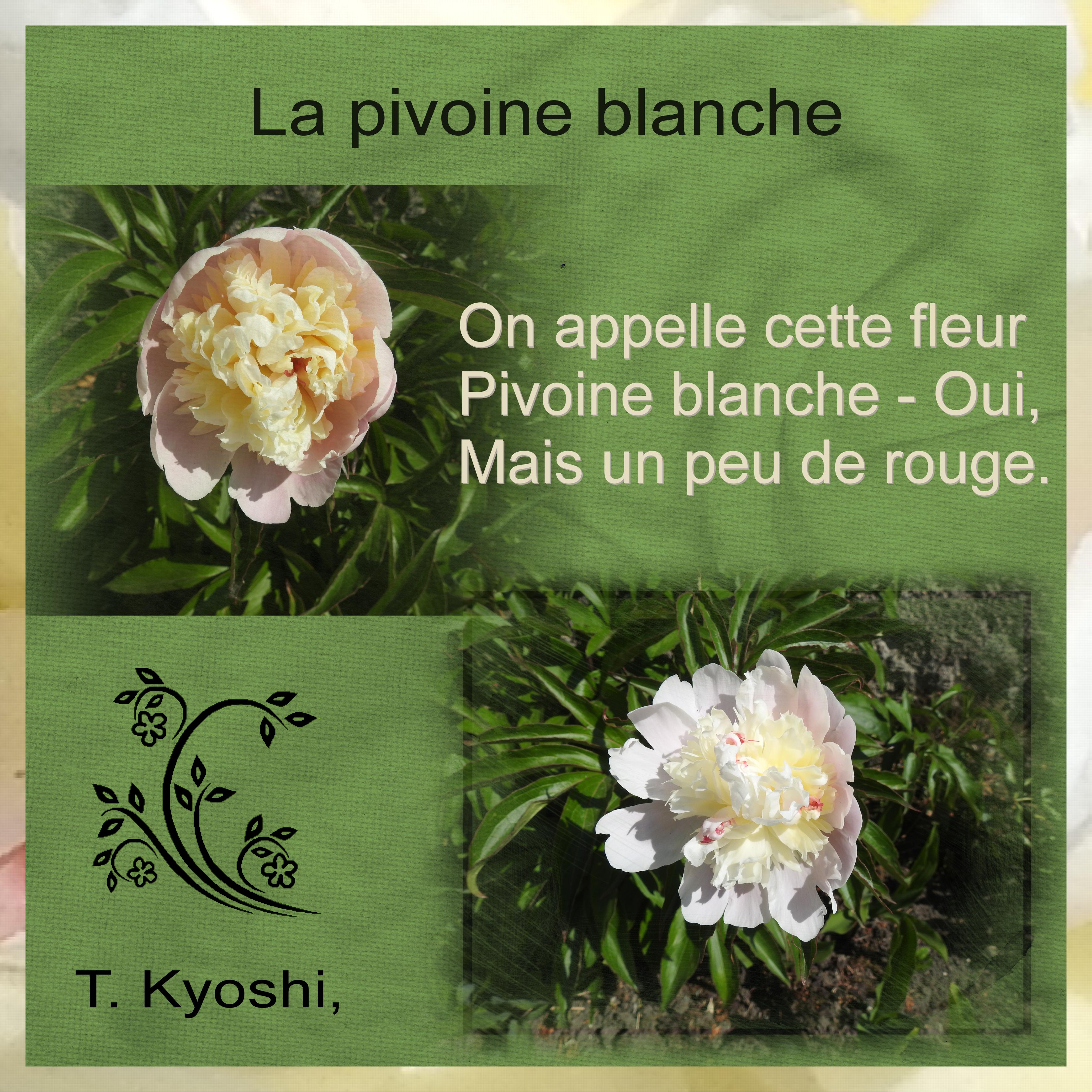 J-n62 - PIVOINE BLANCHE.jpg