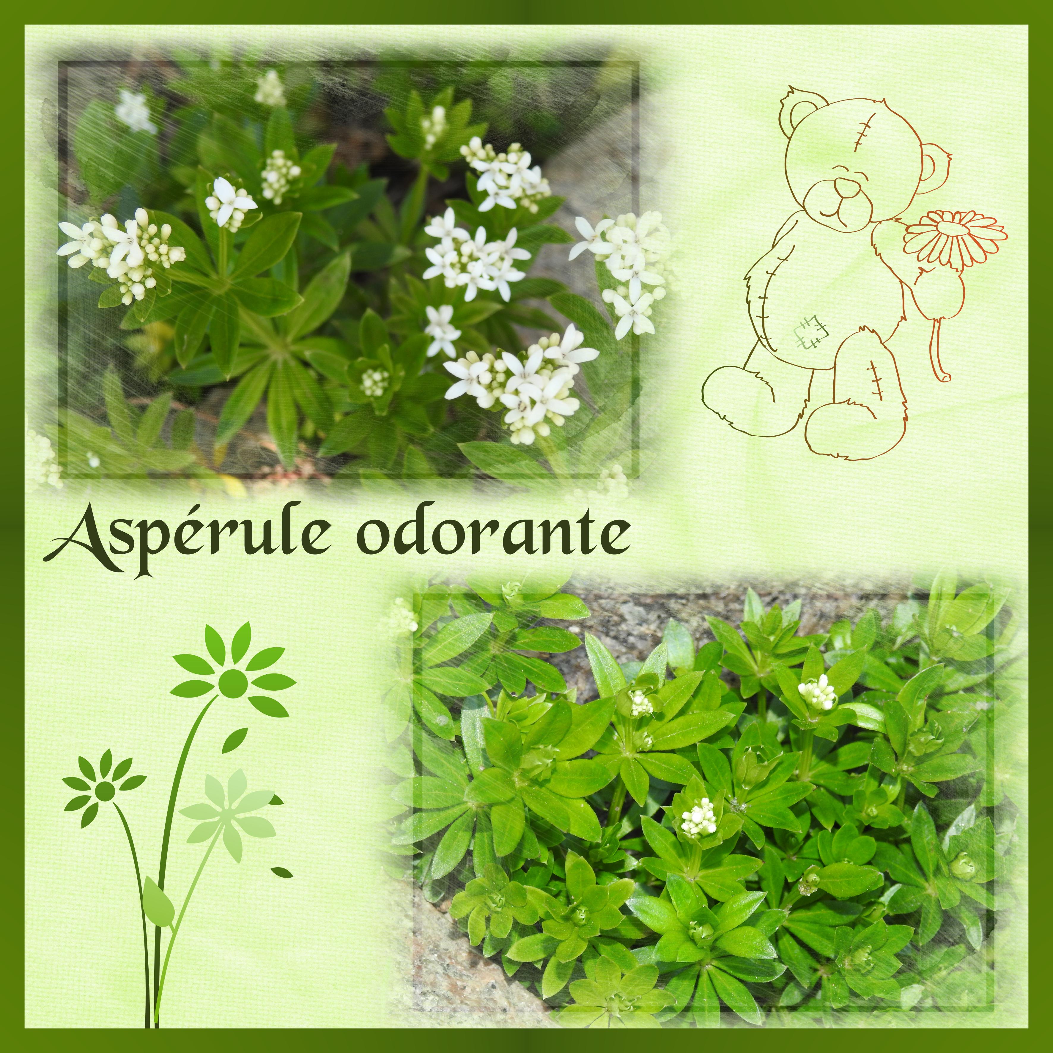 J-n62 - REINE DES BOIS.jpg