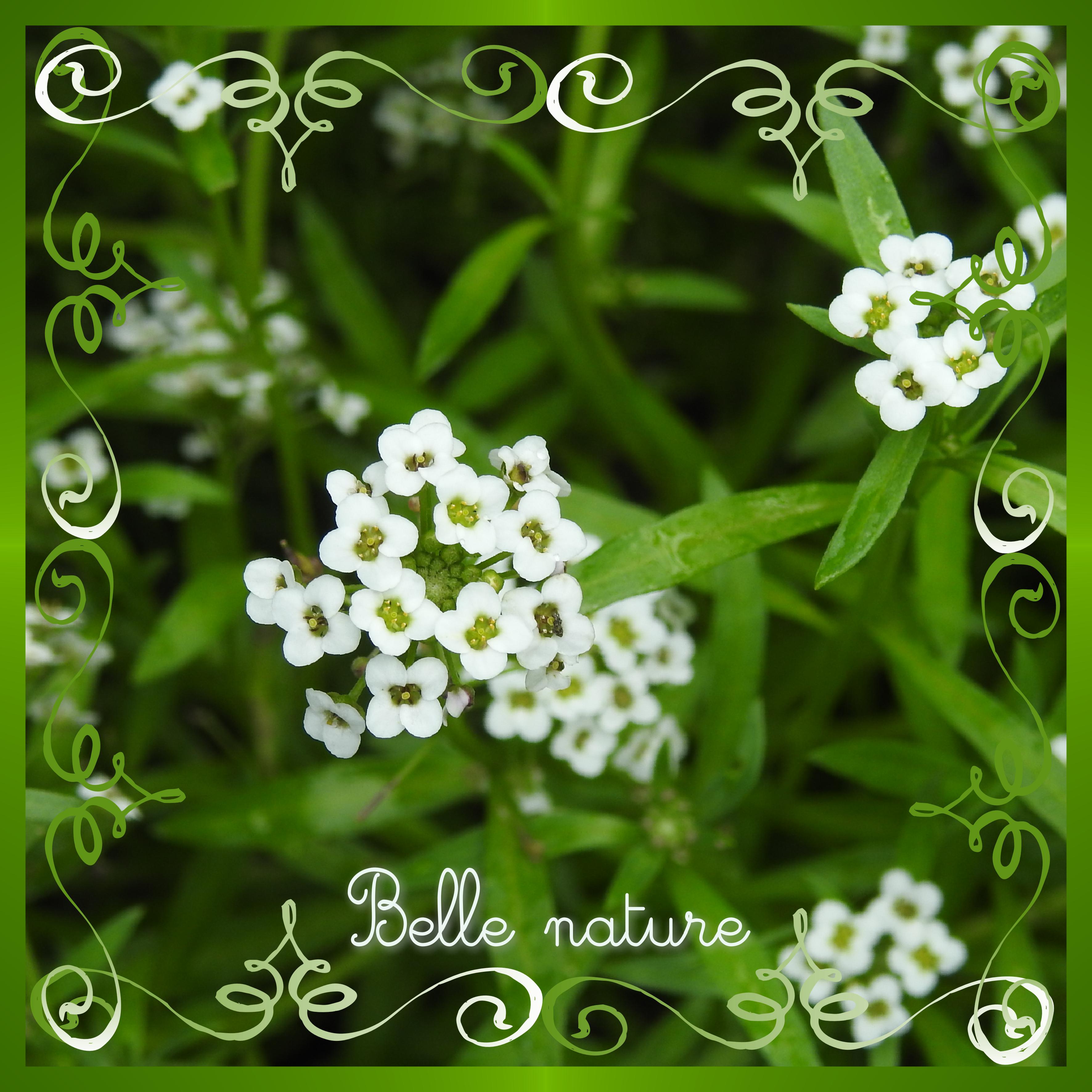 J-n63 - BELLE NATURE.jpg