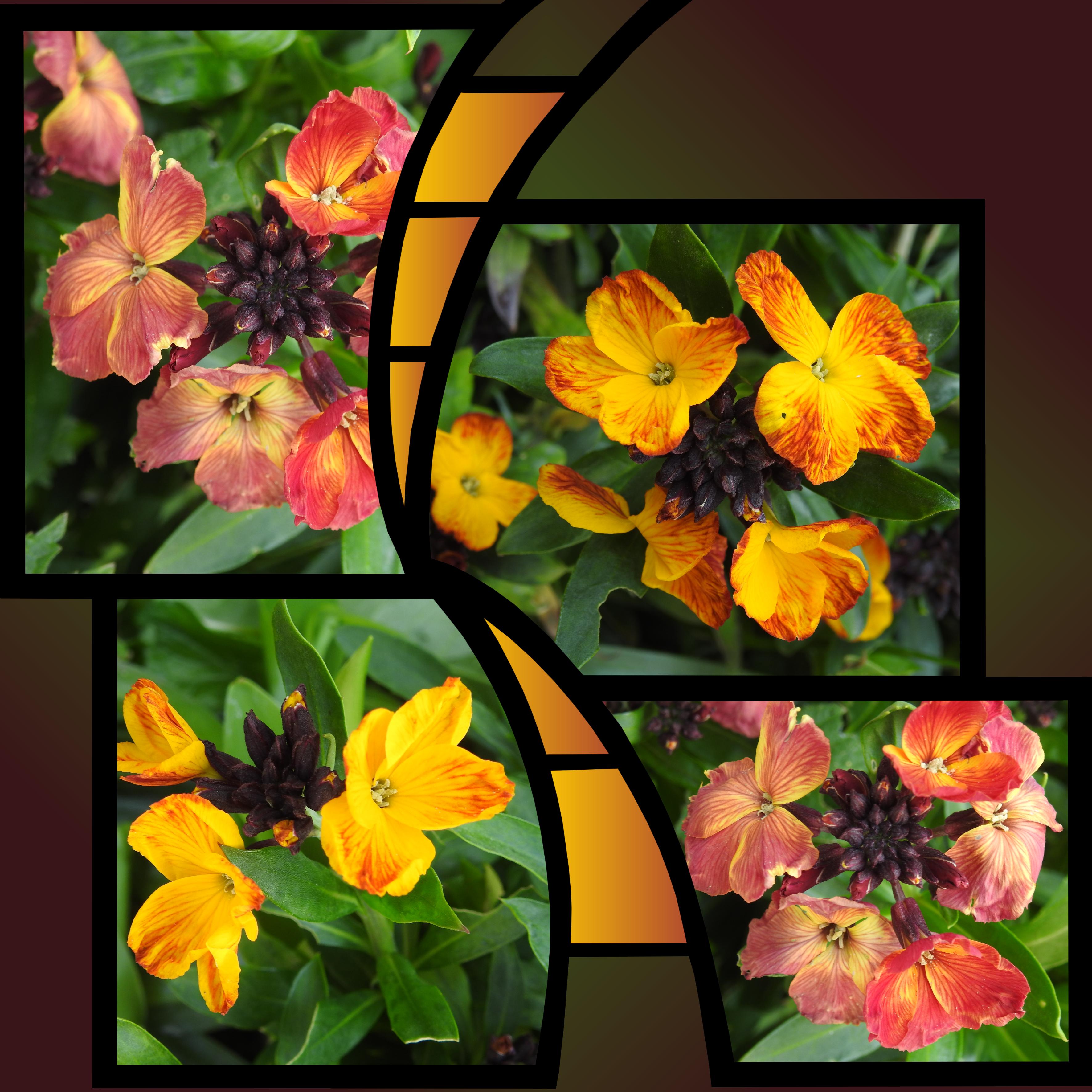 J-n66 - GIROFLEE DES MURAILLES.jpg