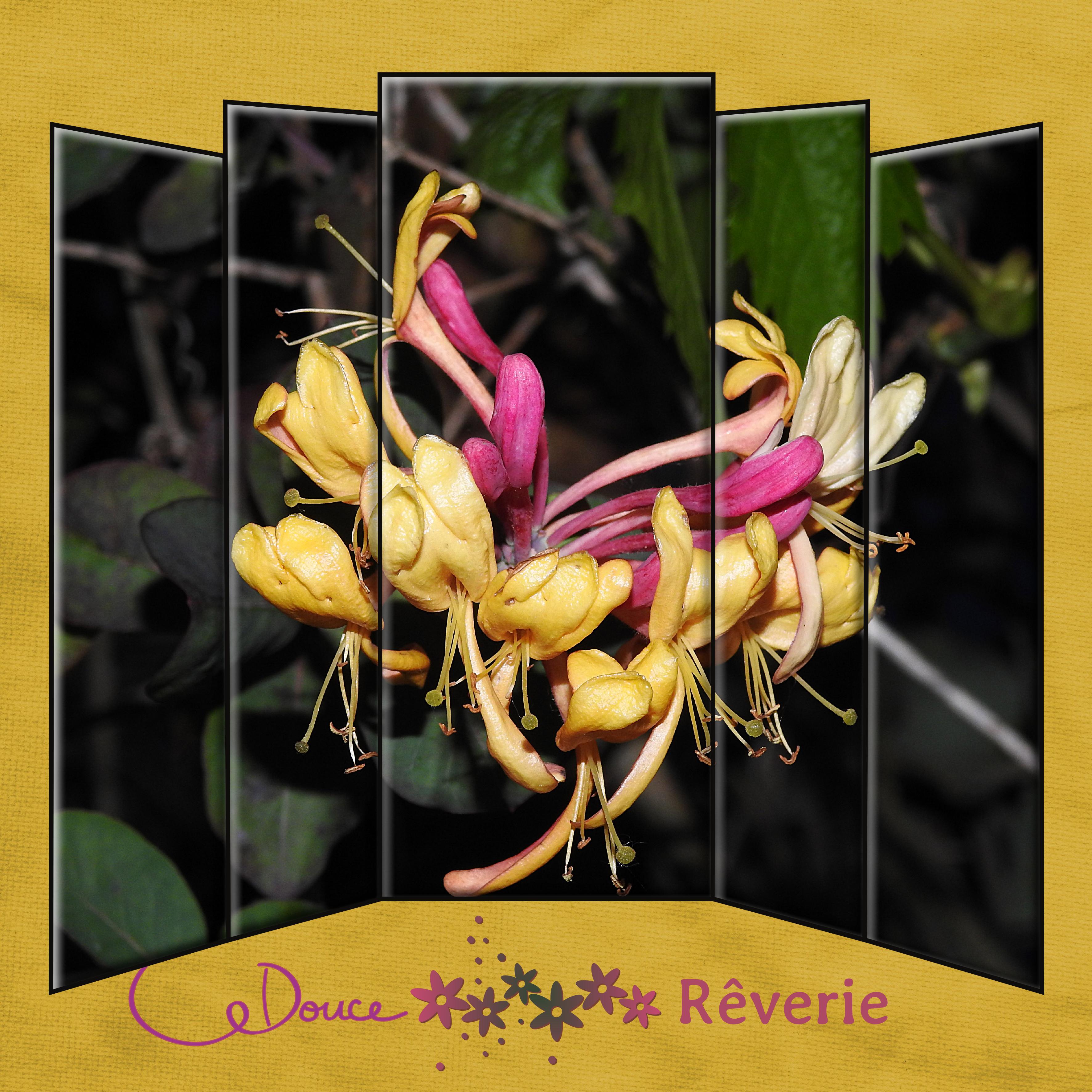 J-n67 - DOUCE REVERIE.jpg