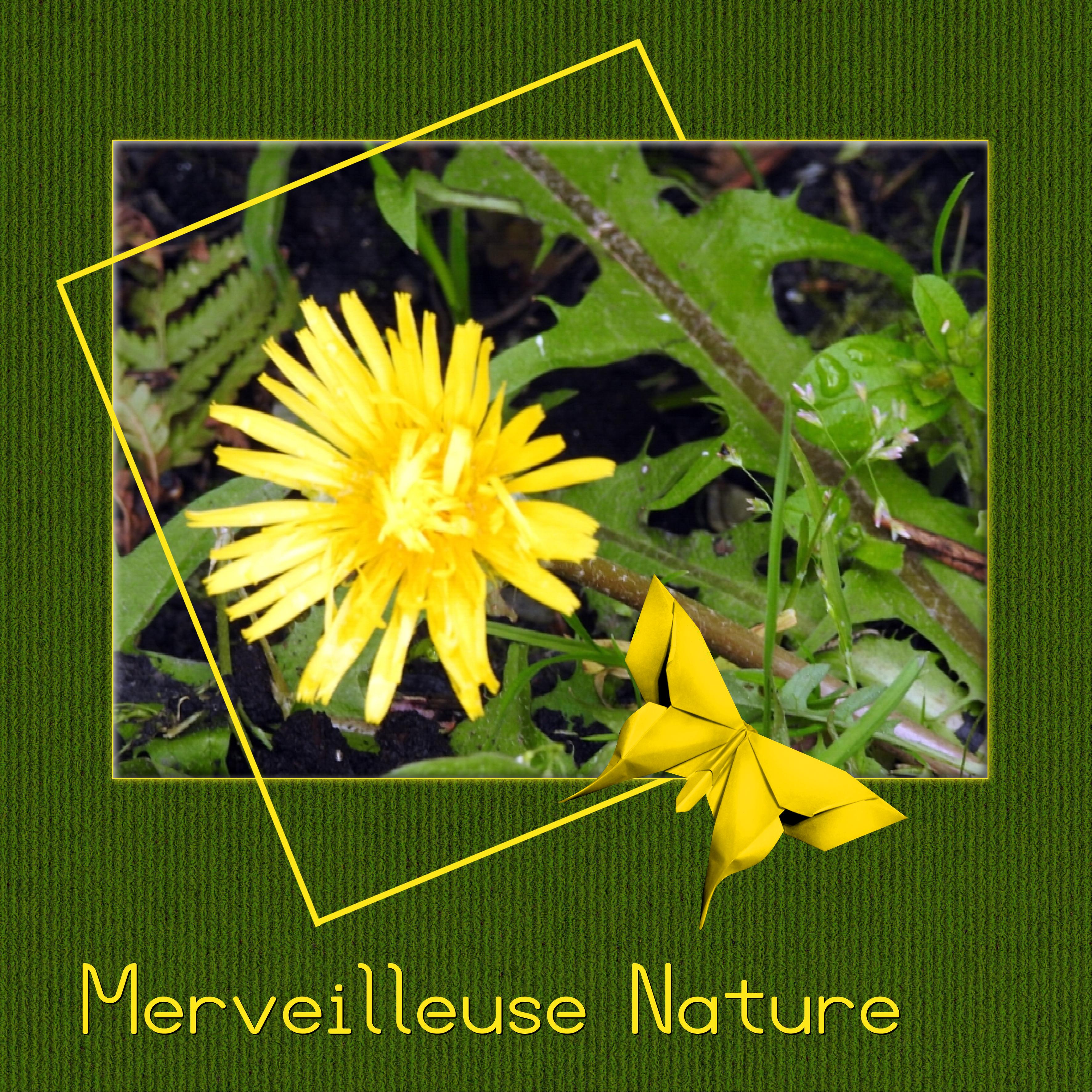 J-n68 - MERVEILLEUSE NATURE.jpg