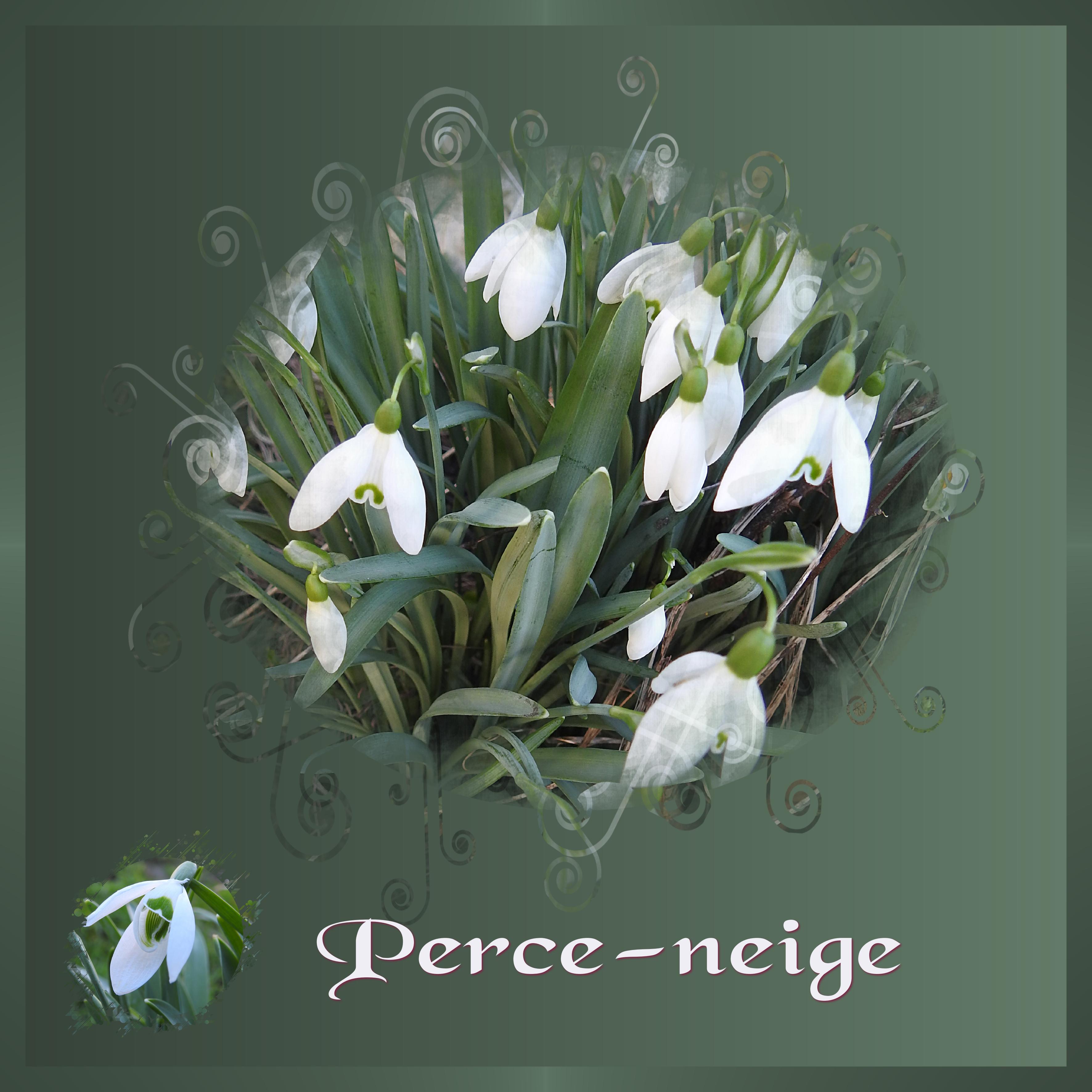 J-n69 - LES PERCE-NEIGE.jpg