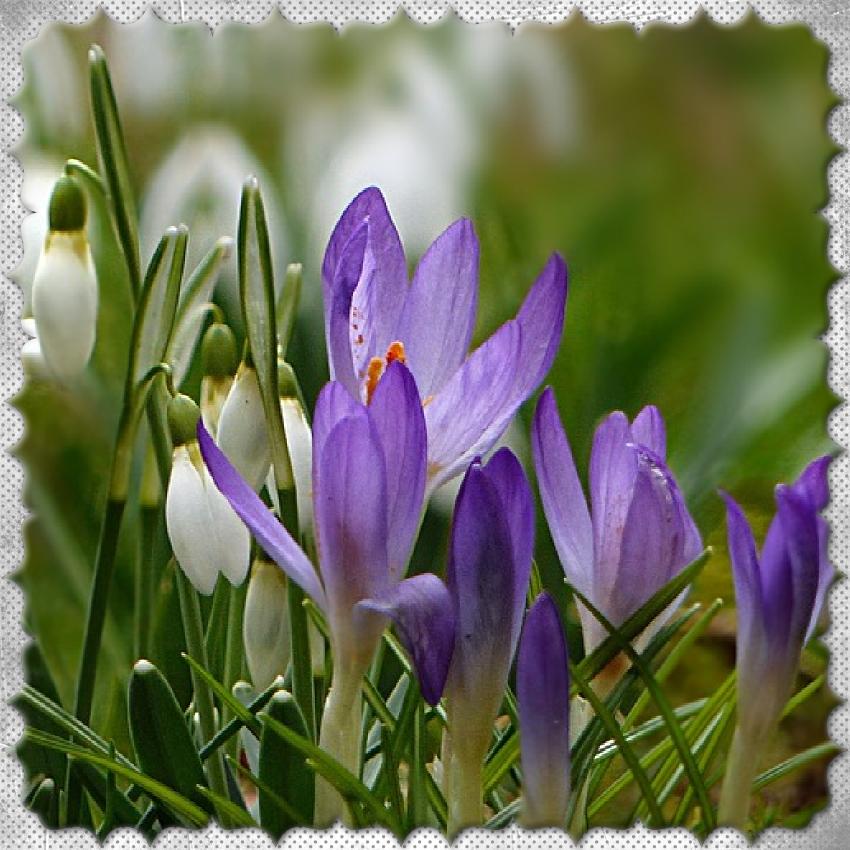 J-n7 - OFFRONS DES FLEURS.jpg