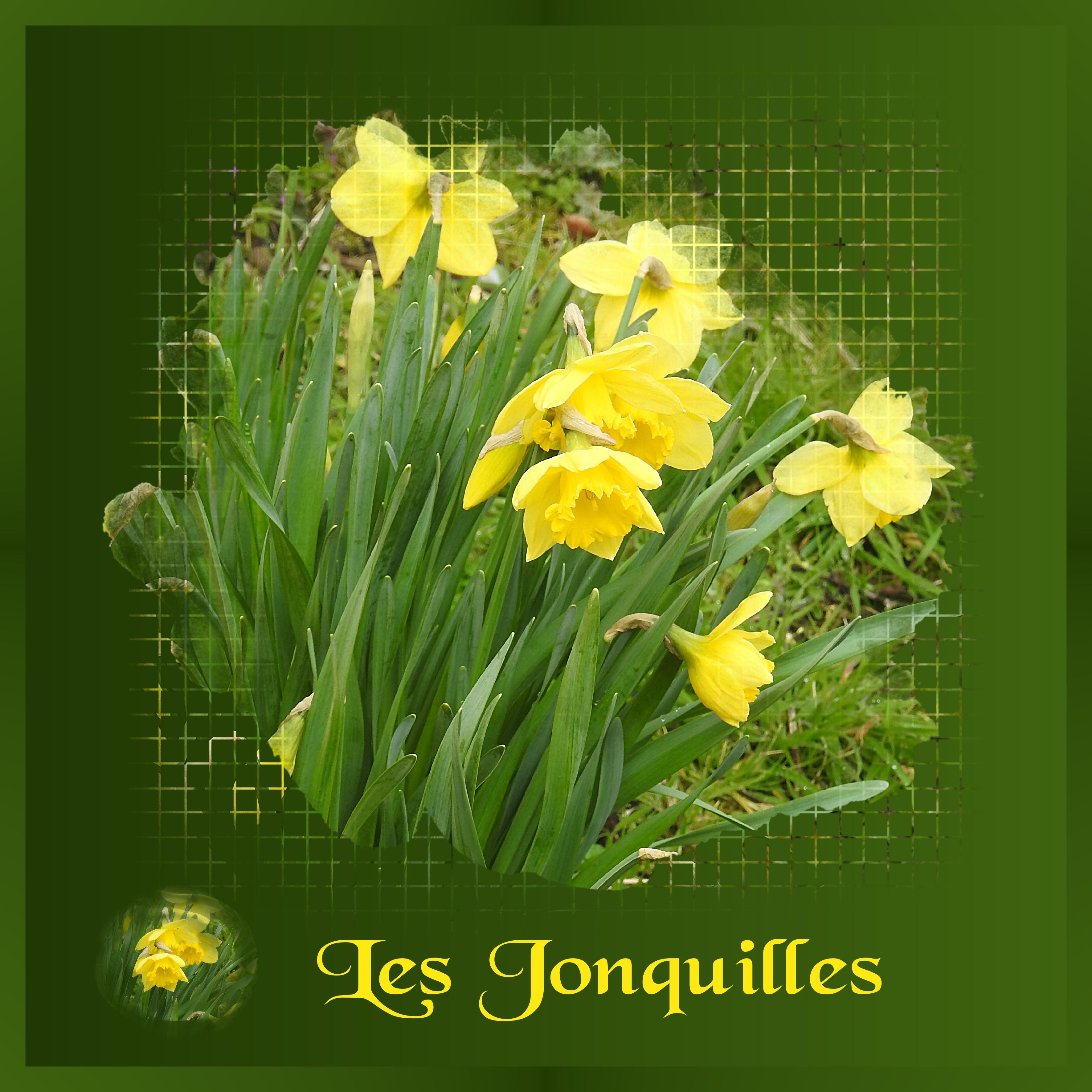 J-n70 - LES JONQUILLES.jpg