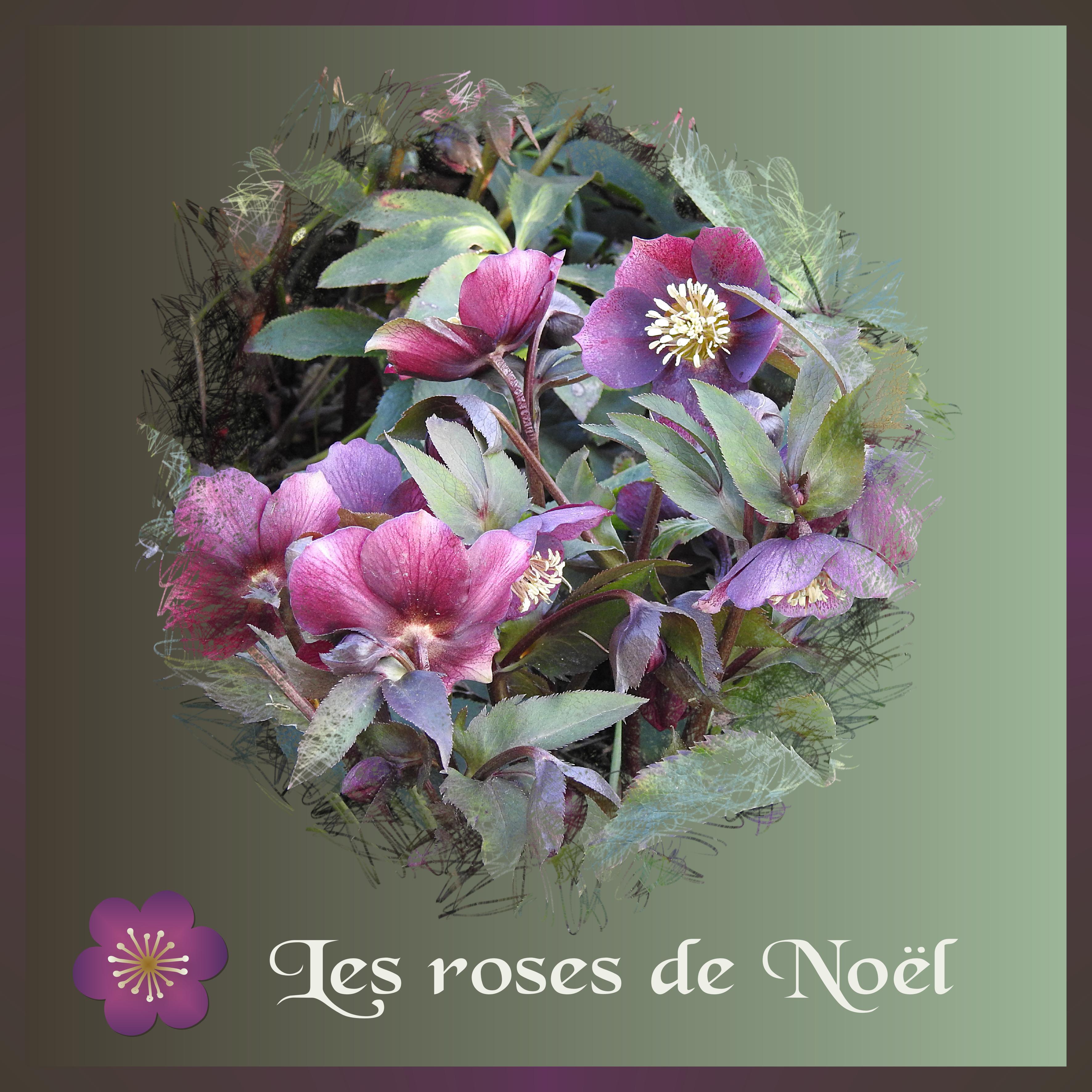 J-n71 - LES ROSES DE NOEL.jpg