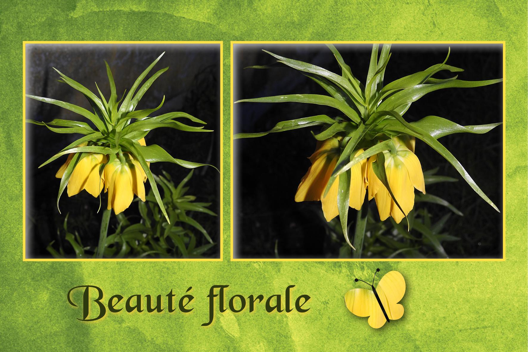 J-n72 - BEAUTE FLORALE.jpg