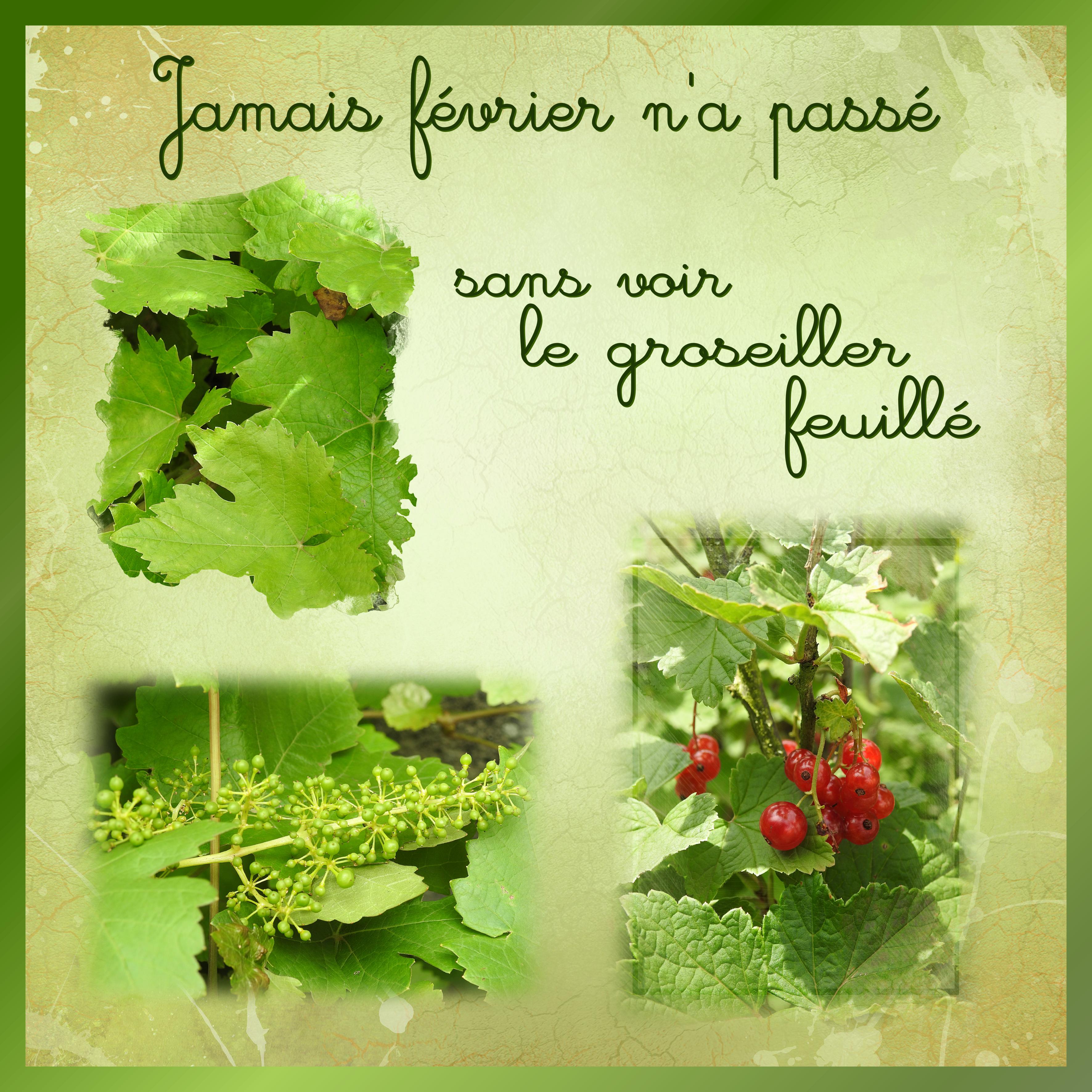 J-n73 - DICTON DE FEVRIER.jpg