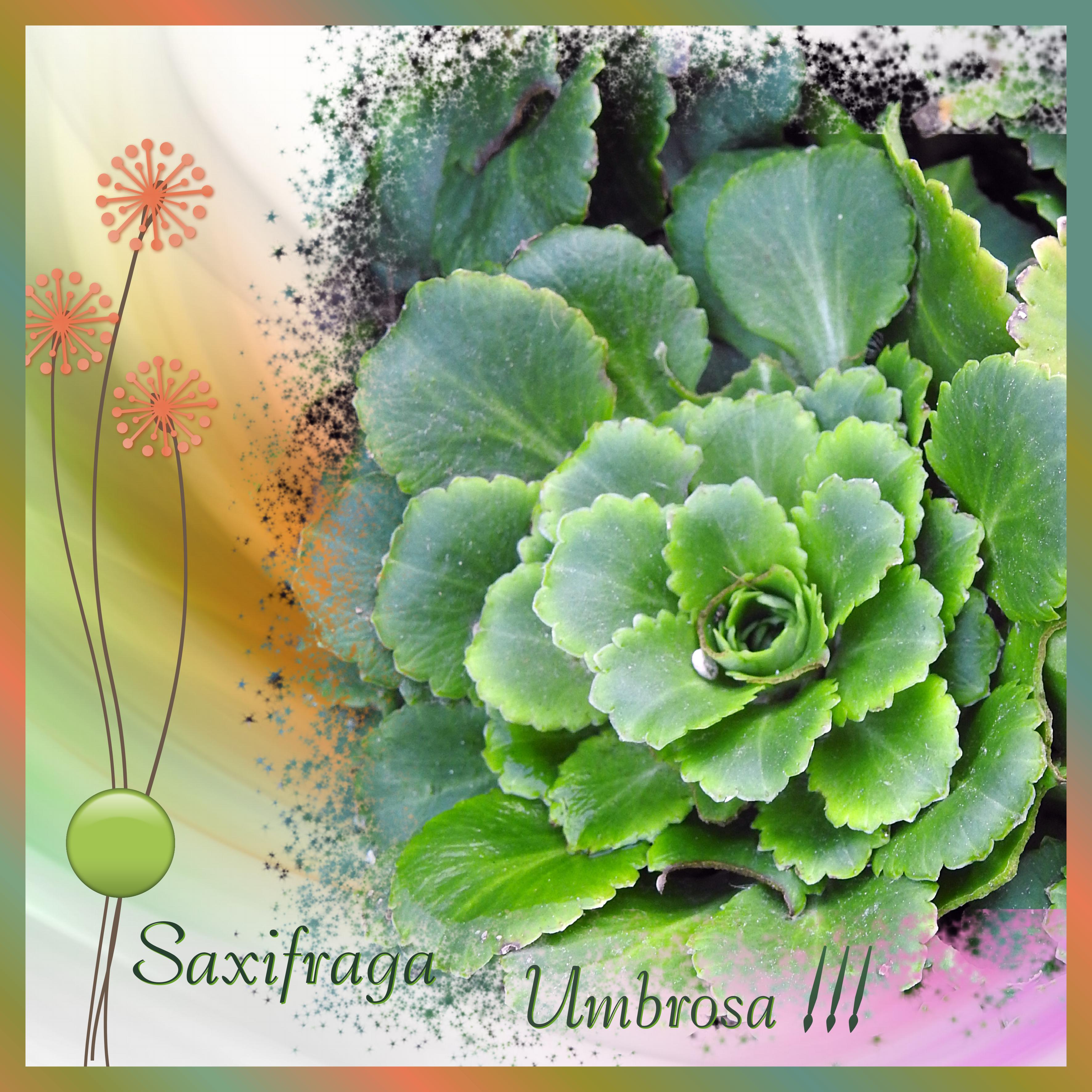 J-n74 - DESESPOIR DES PEINTRES.jpg