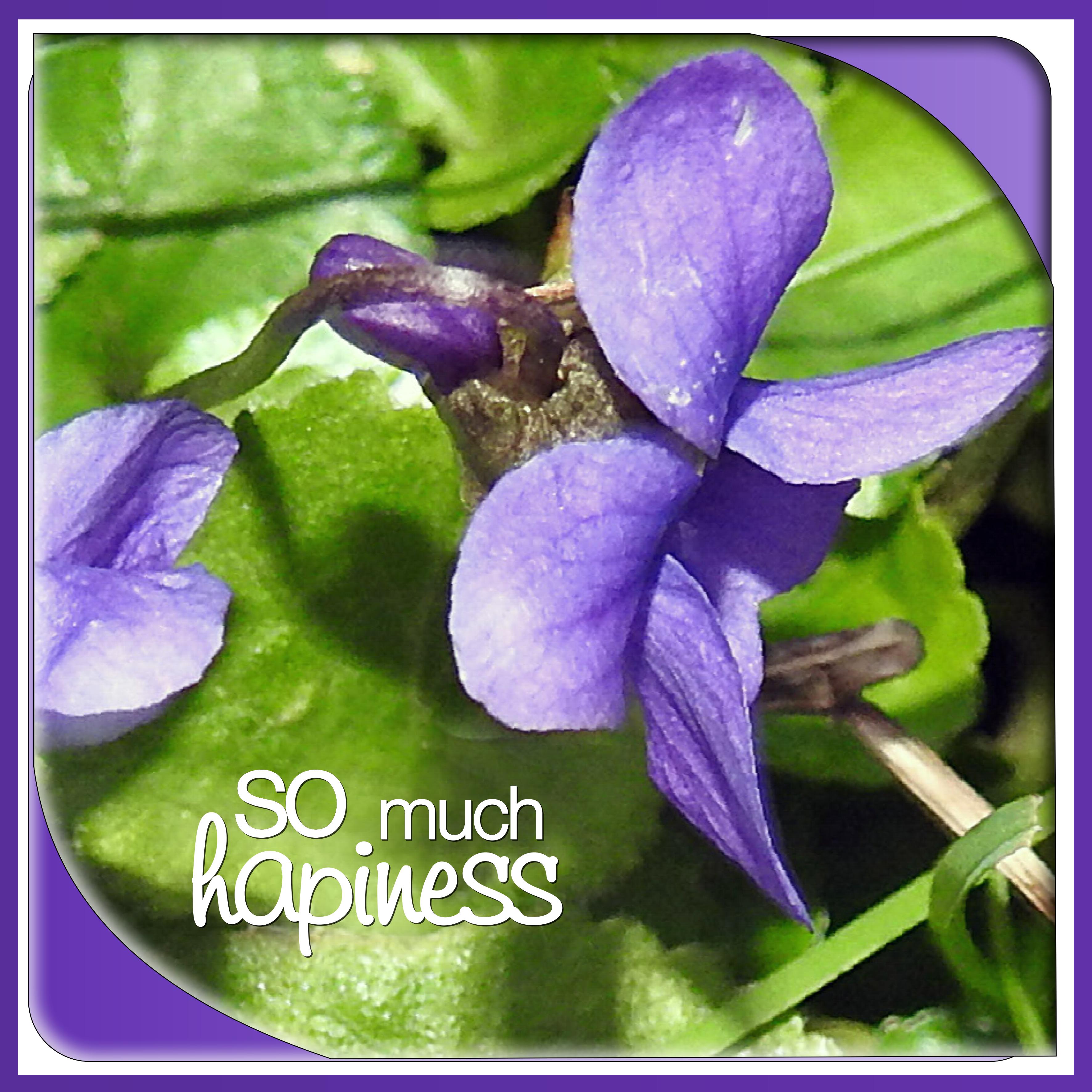 J-n77 - SO MUSH HAPINESS.jpg