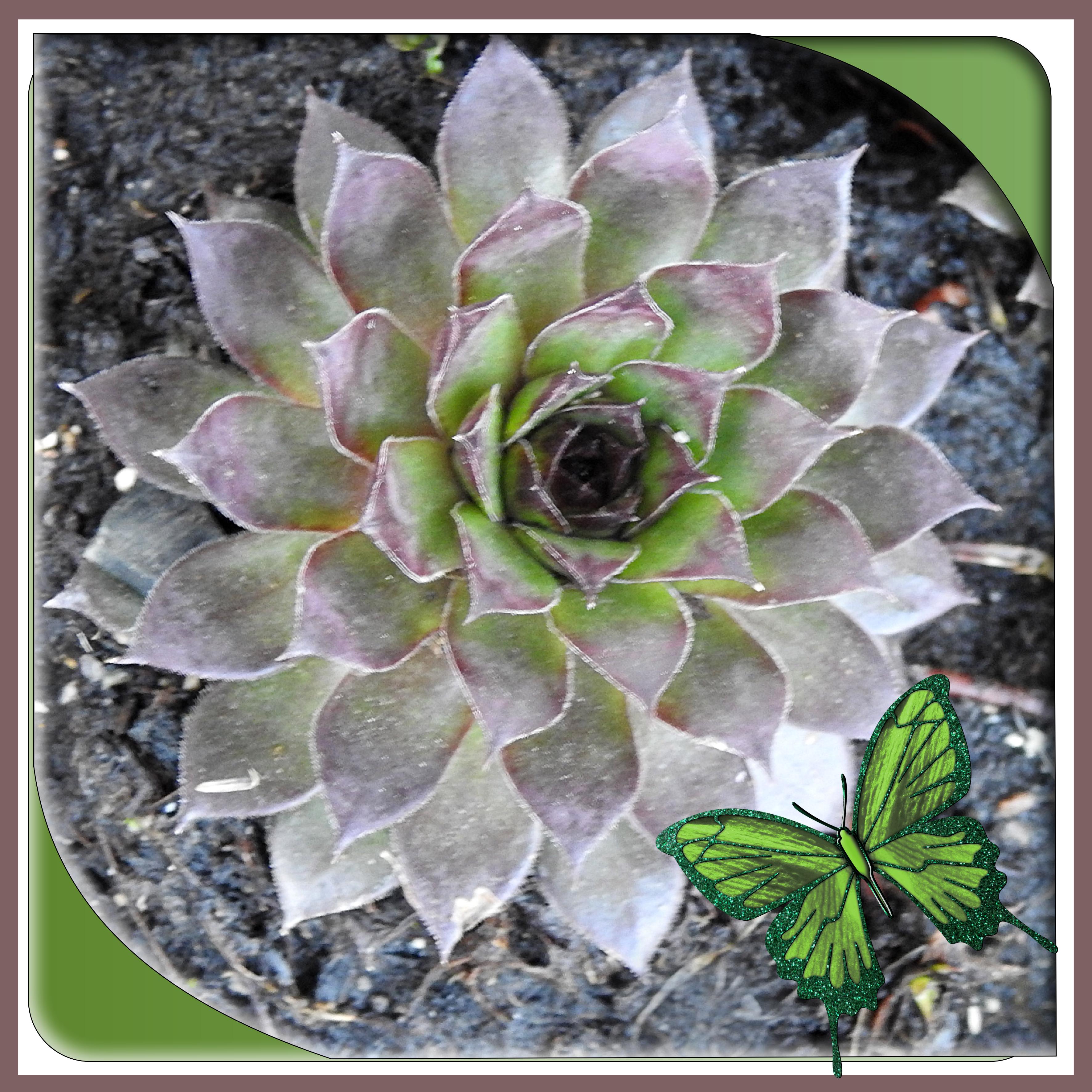 J-n79 - BELLE NATURE.jpg