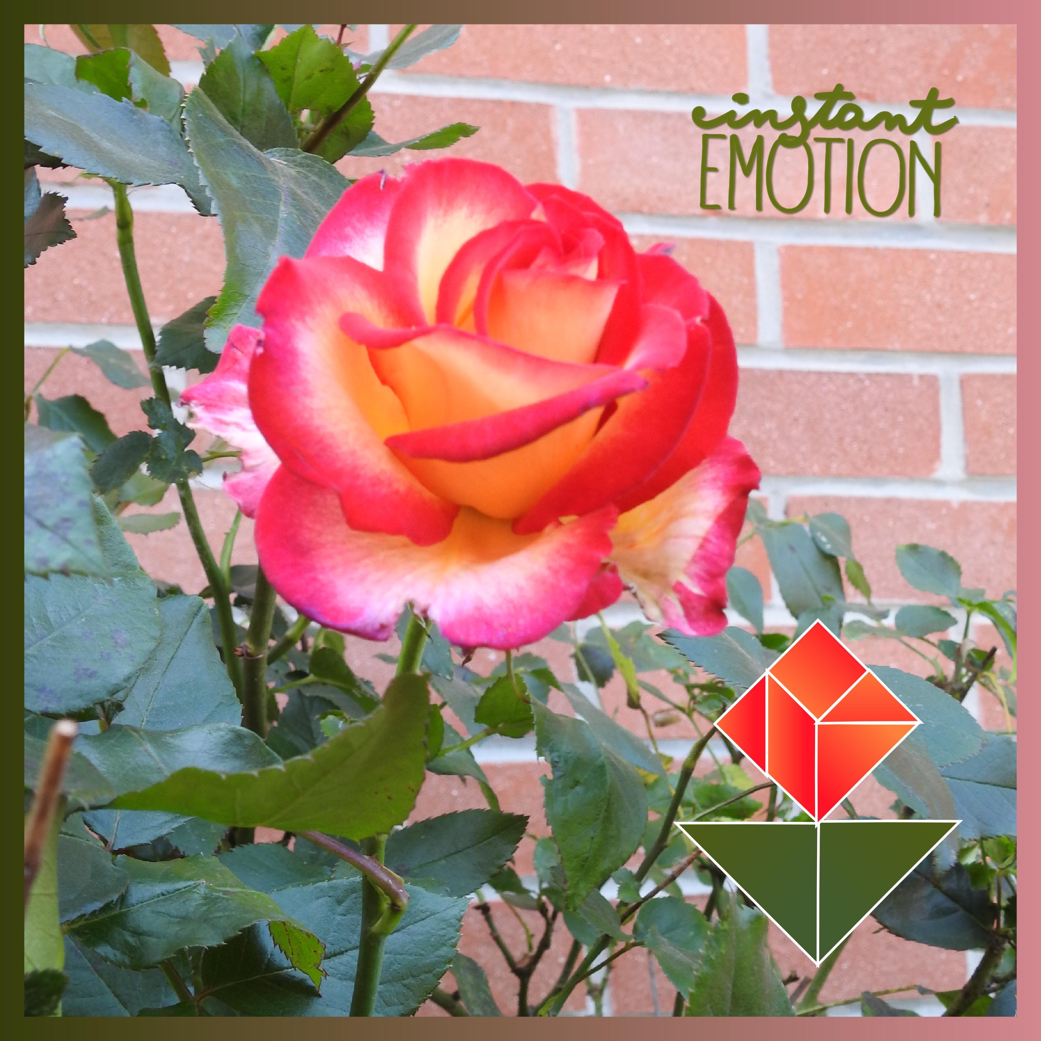 J-n8 - INSTANT EMOTION.jpg