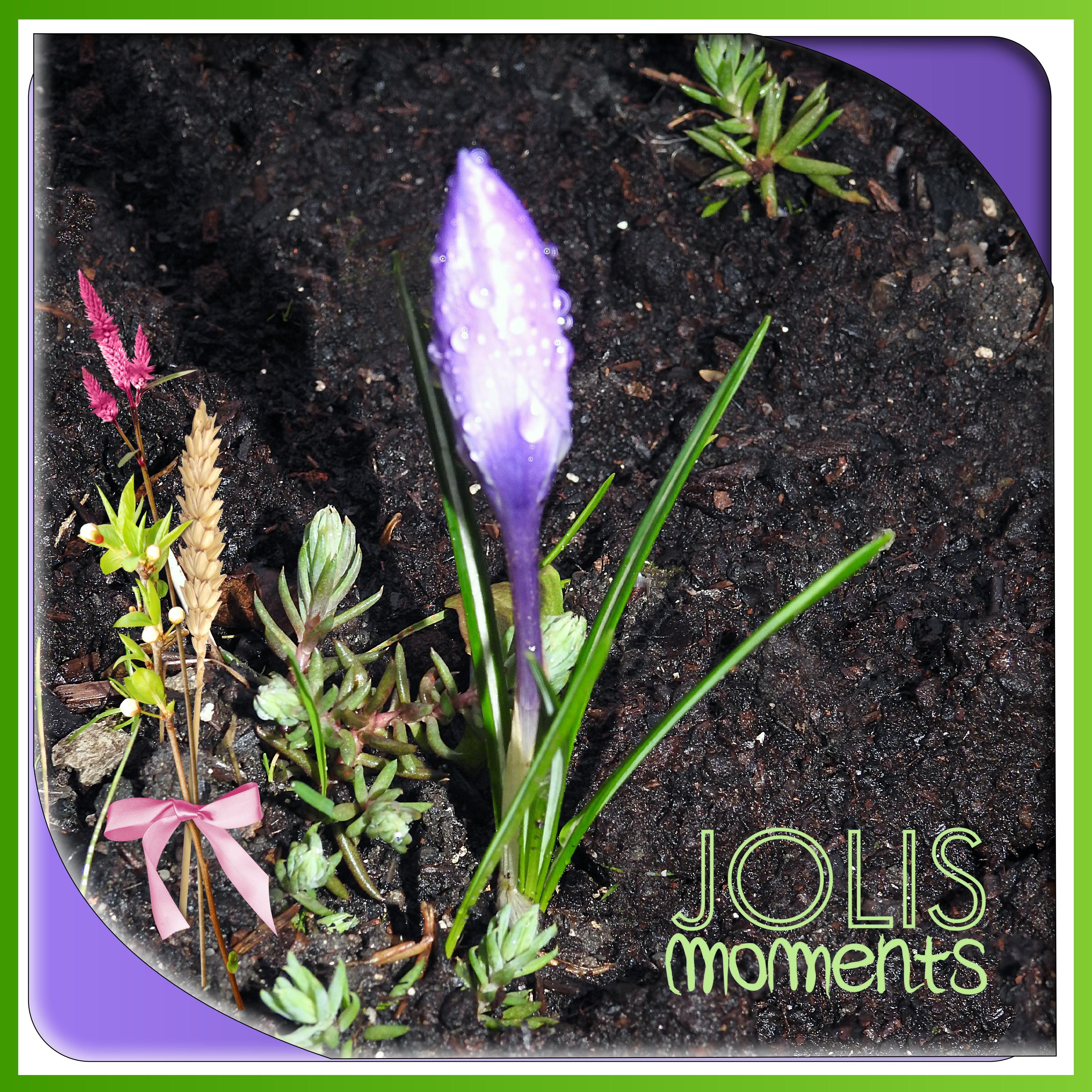 J-n80 - JOLIS MOMENTS.jpg