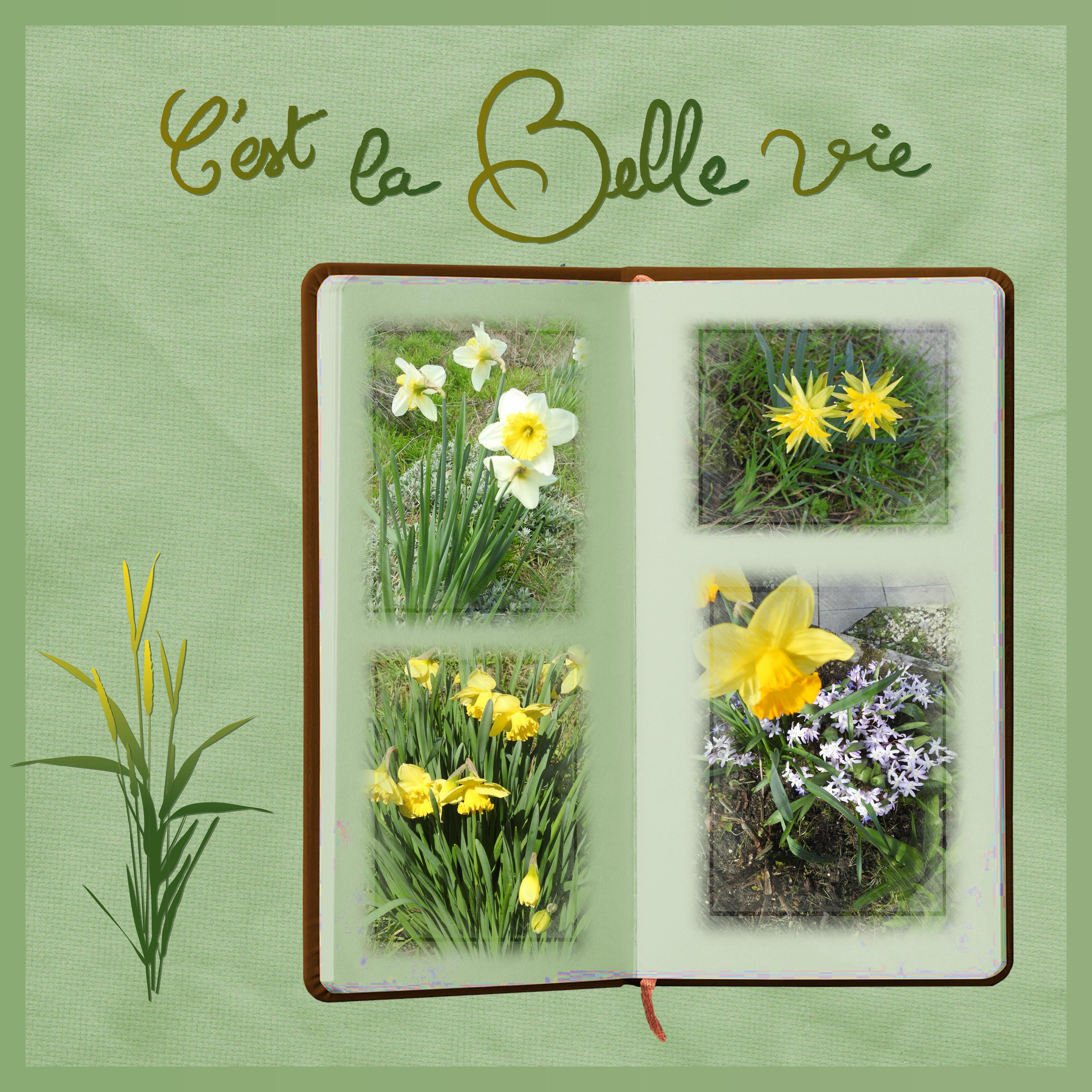 J-n86 - C'EST LA BELLE VIE.jpg