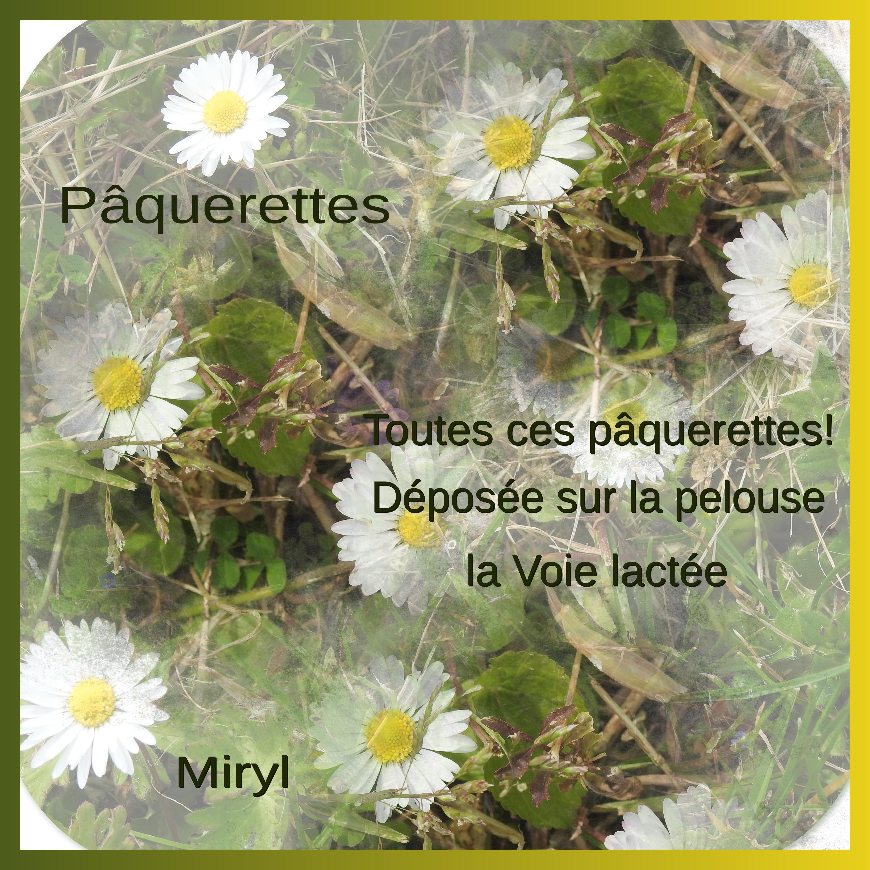 J-n88 - PAQUERETTES.jpg